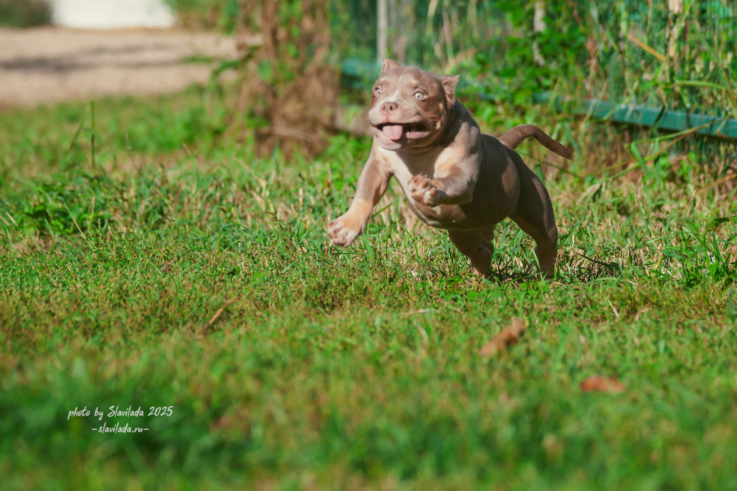 Американский булли. Slavilada-Лапки. Свет. Любовь… Профессиональная фотосессия питомцев Для памяти, пристройства и продажи. Хабаровск