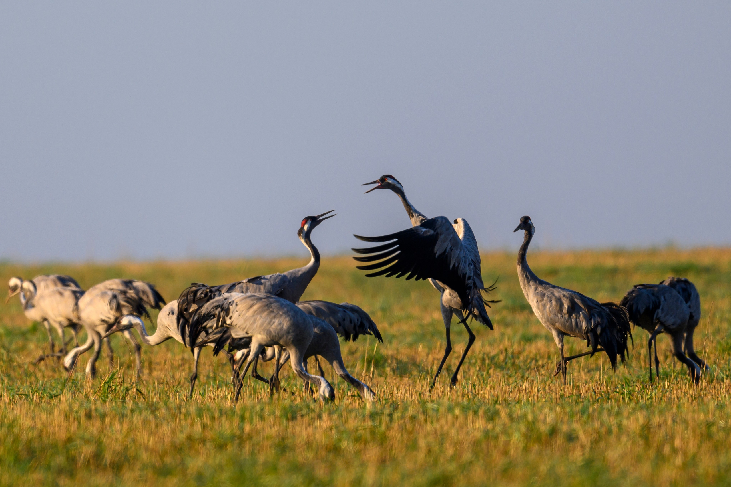 Танцы журавлей. Dances of the Cranes. Фотограф Сергей Пупонин