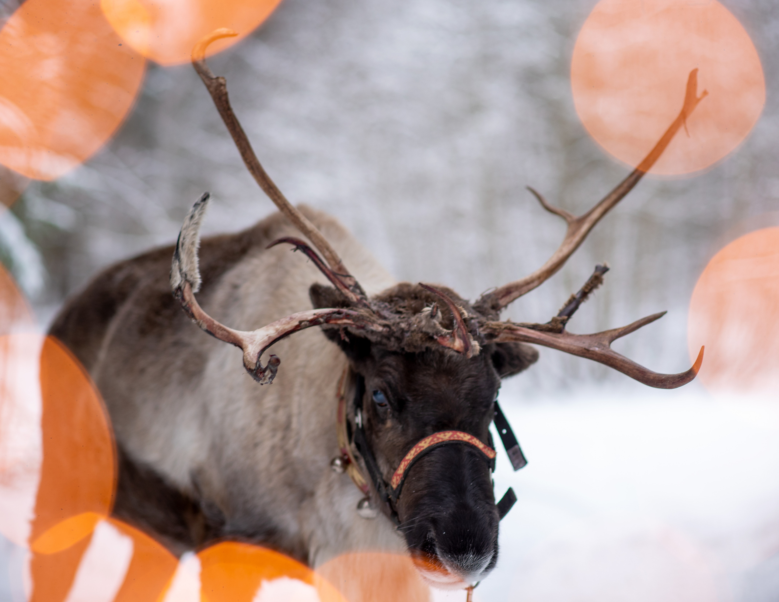 Фотодень с северным оленем. Катя Барбус Фотограф Пермь