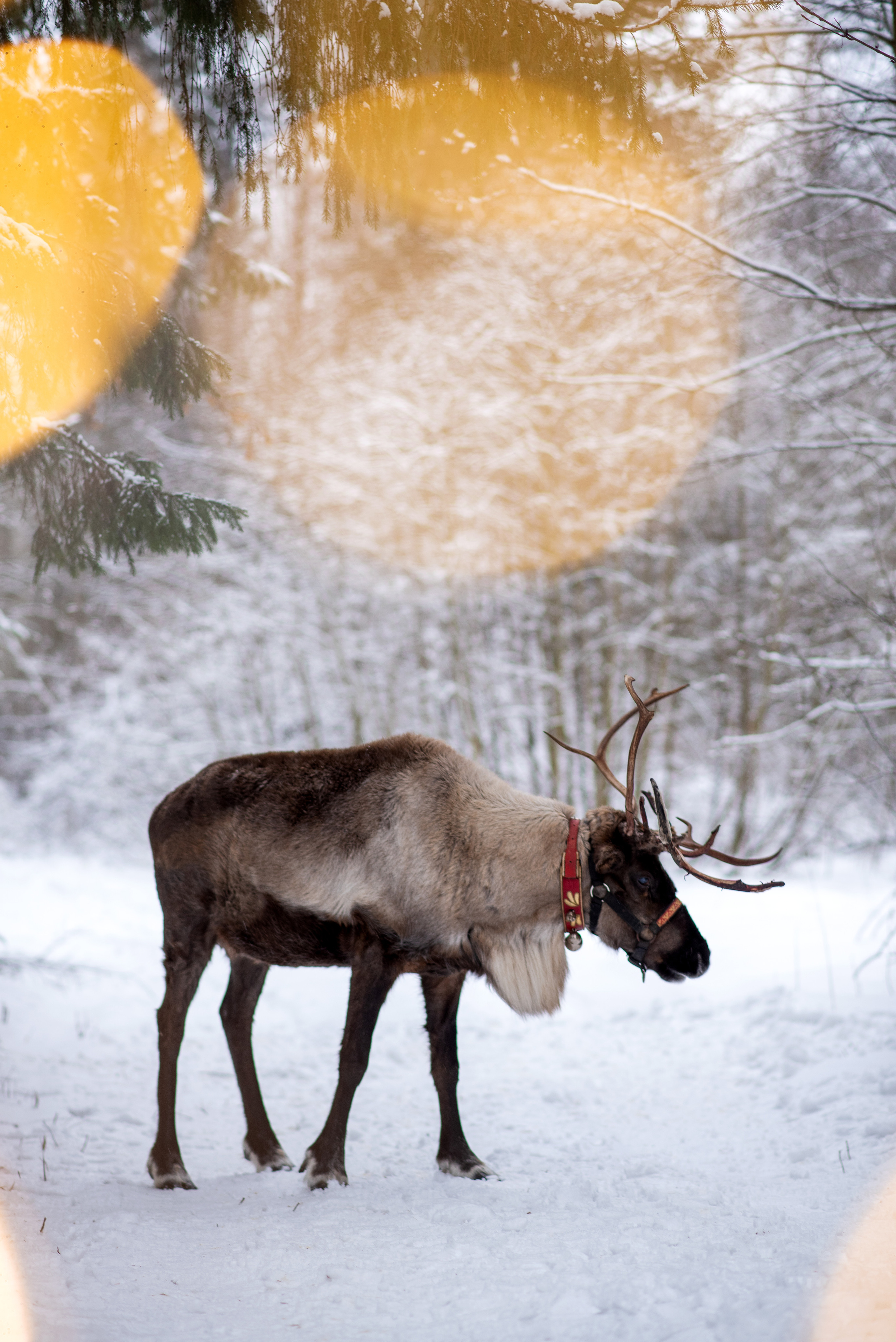 Фотодень с северным оленем. Катя Барбус Фотограф Пермь
