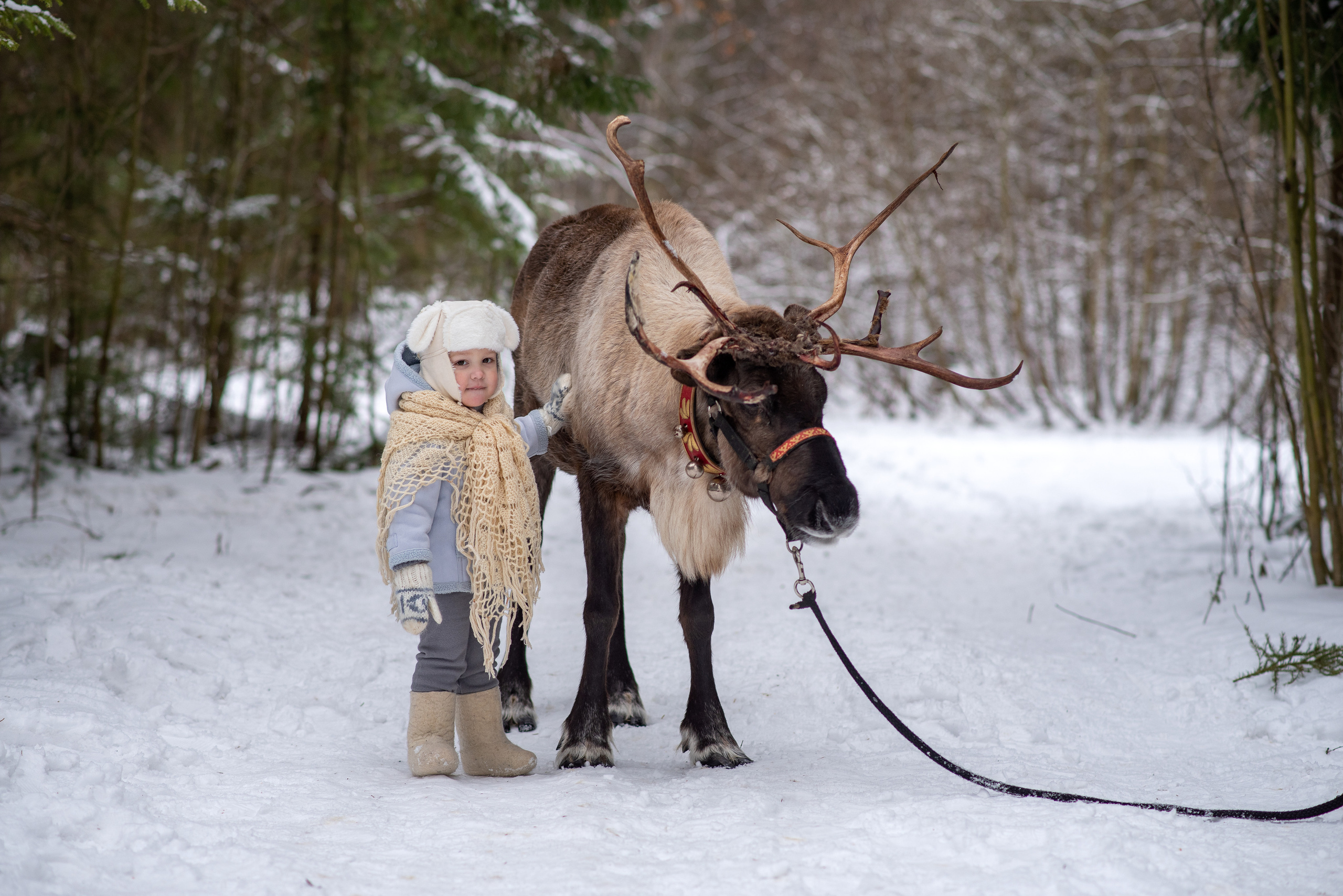 Фотодень с северным оленем. Катя Барбус Фотограф Пермь
