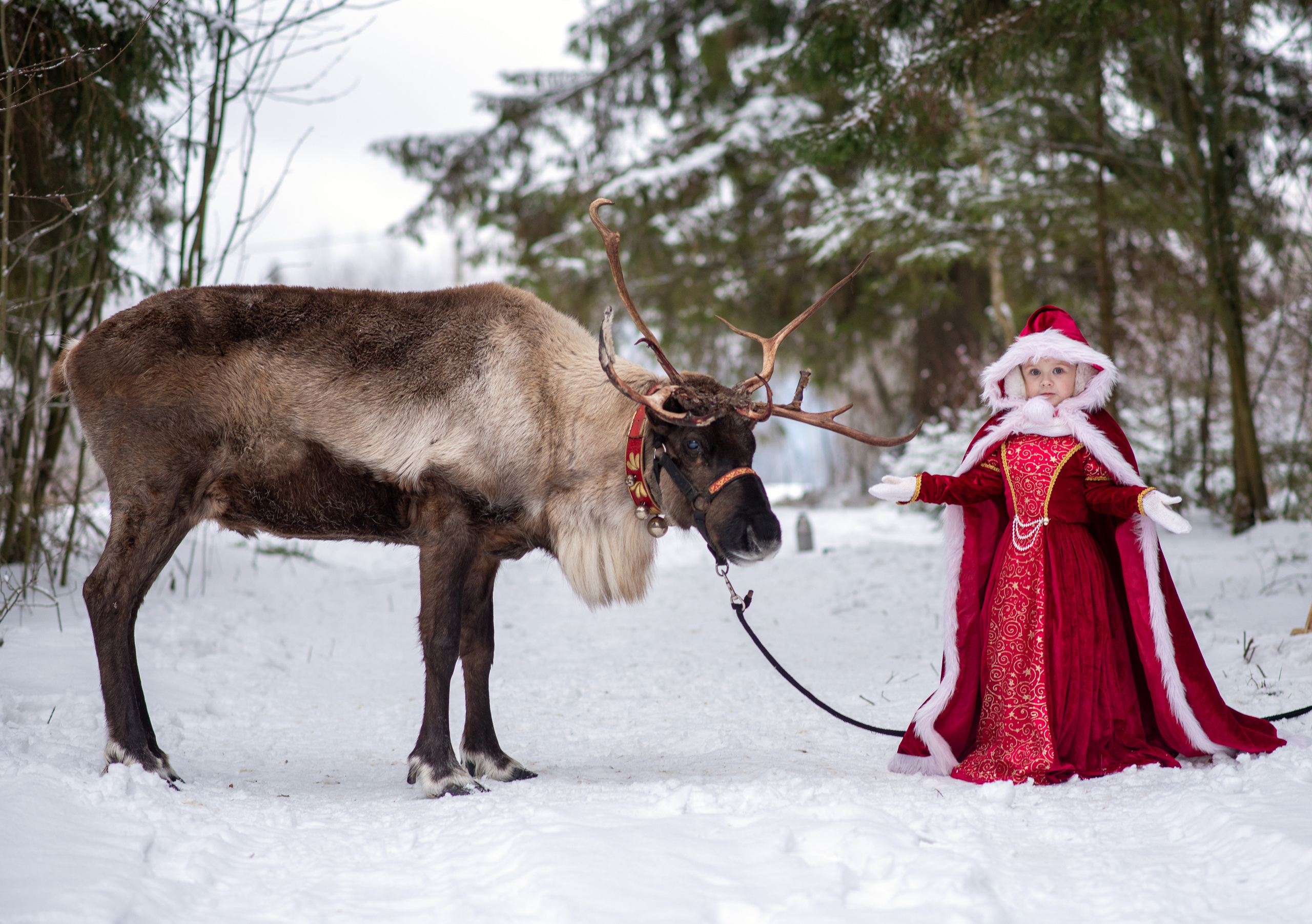 Фотодень с северным оленем. Катя Барбус Фотограф Пермь