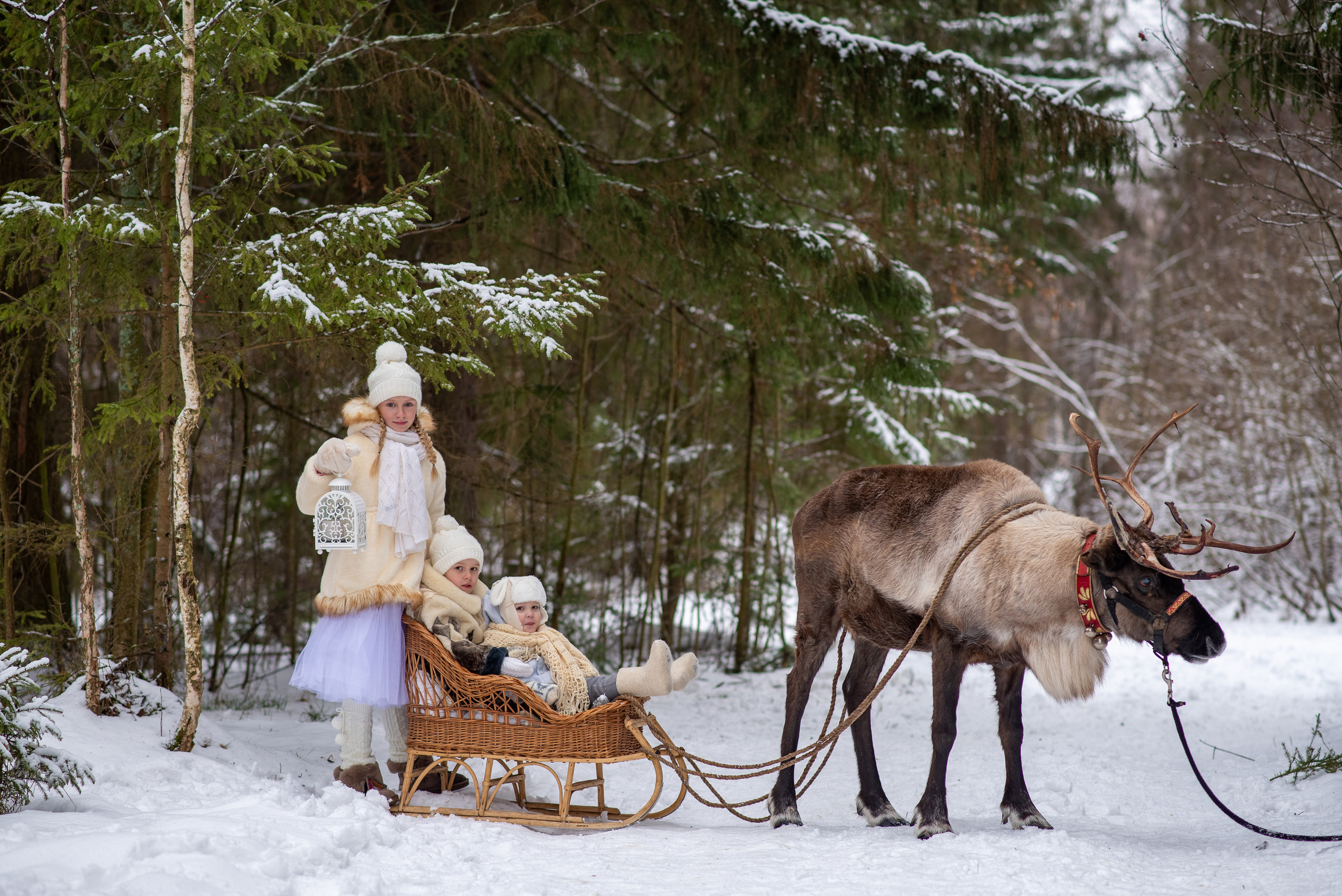 Фотодень с северным оленем. Катя Барбус Фотограф Пермь