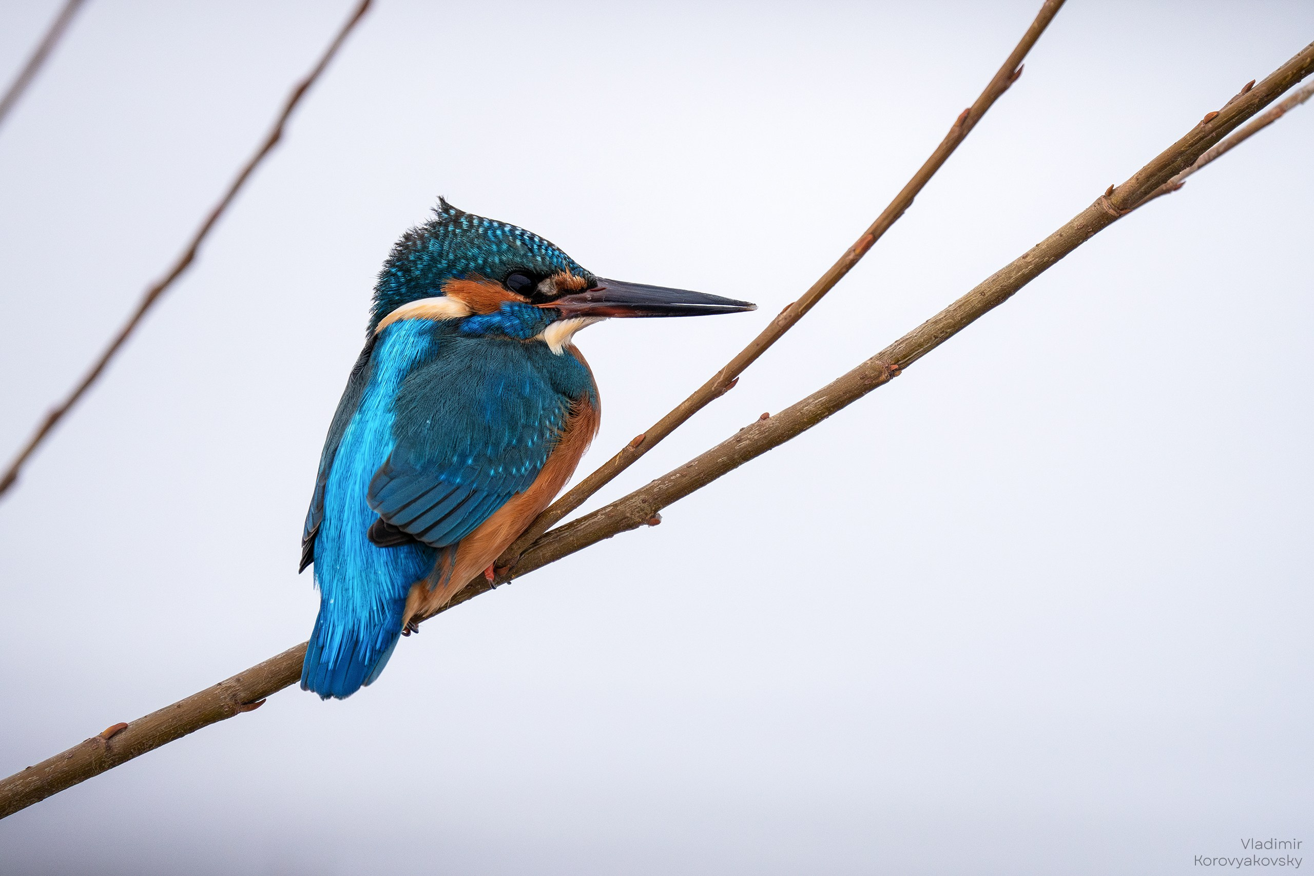 Животные. Фотограф Владимир Коровяковский