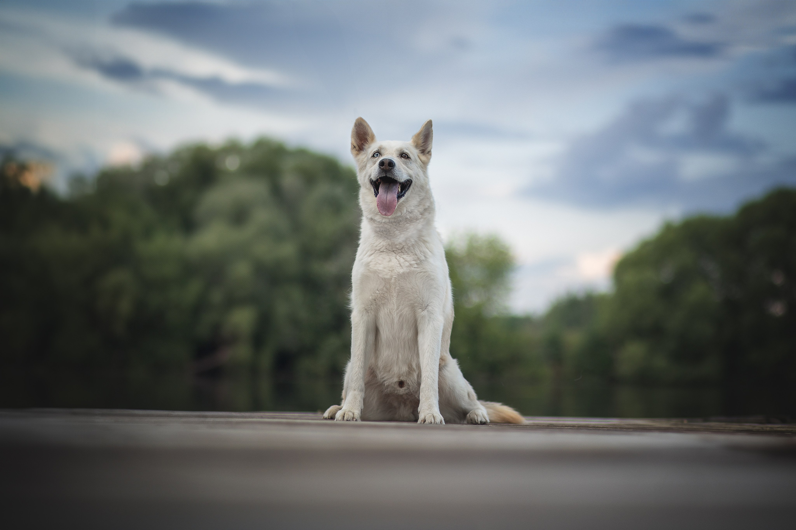 ИЩУТ ДОМ. Фотограф-анималист в Москве и Подмосковье