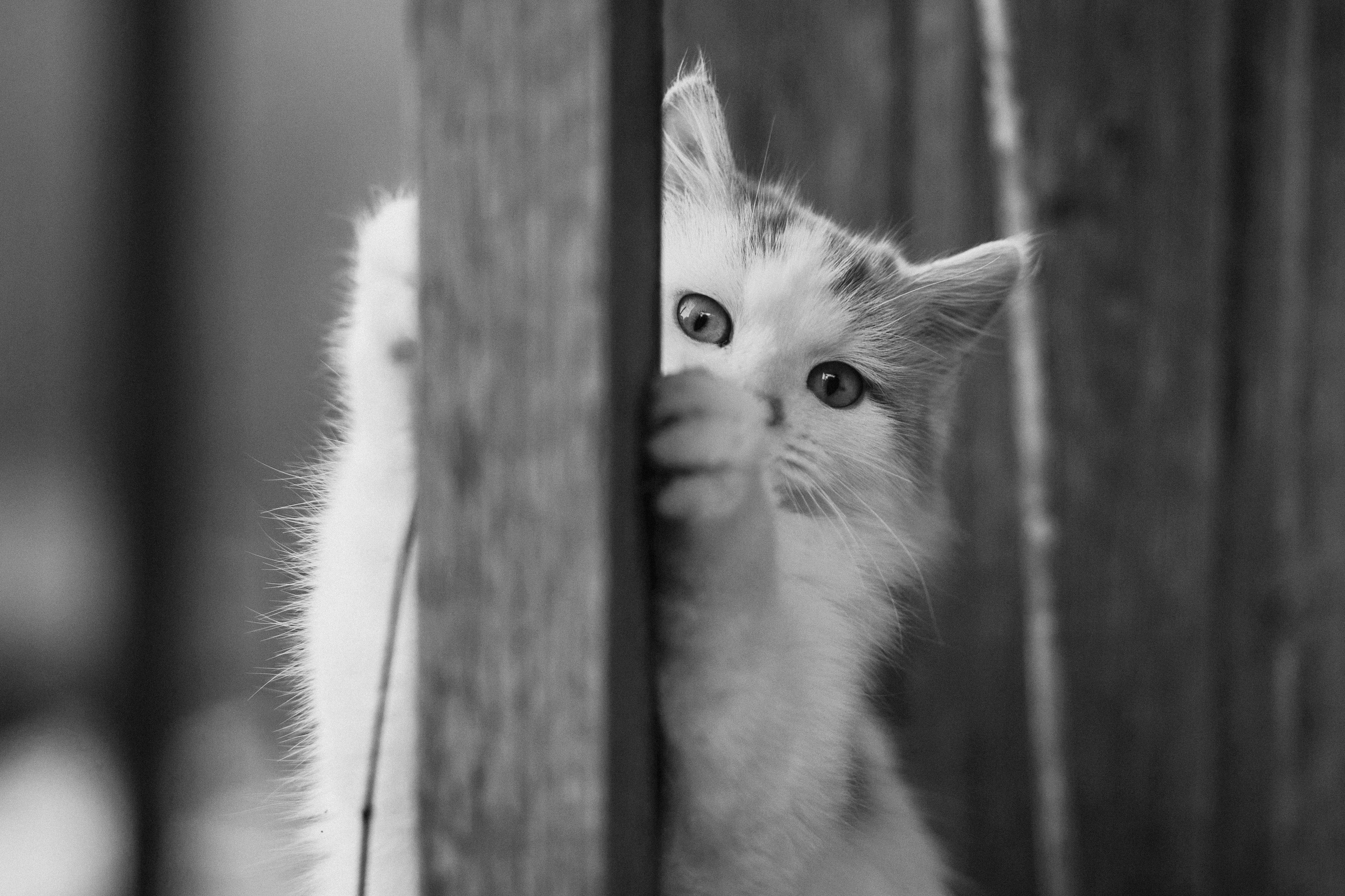 Улицы Люди на улицах Природа Животные — фотограф Оля Волчкова