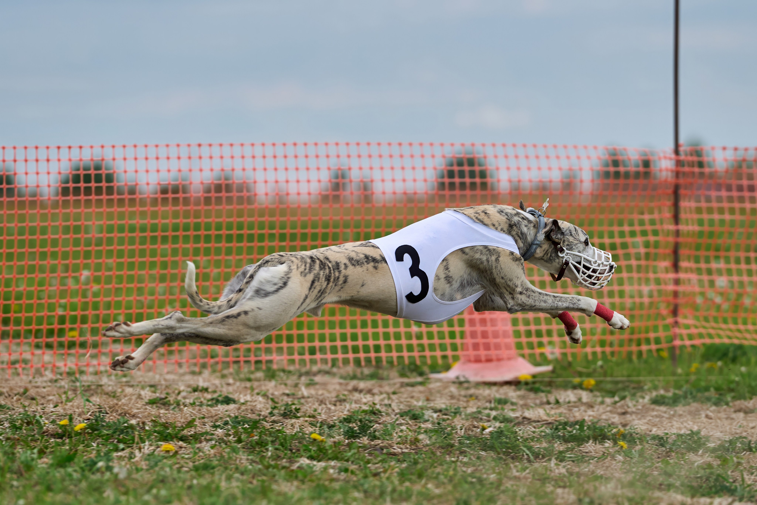 Квалификация по рейсингу. РАЛББ и Курсинг на Ярославке. Фотограф-анималист Михаил Манухин