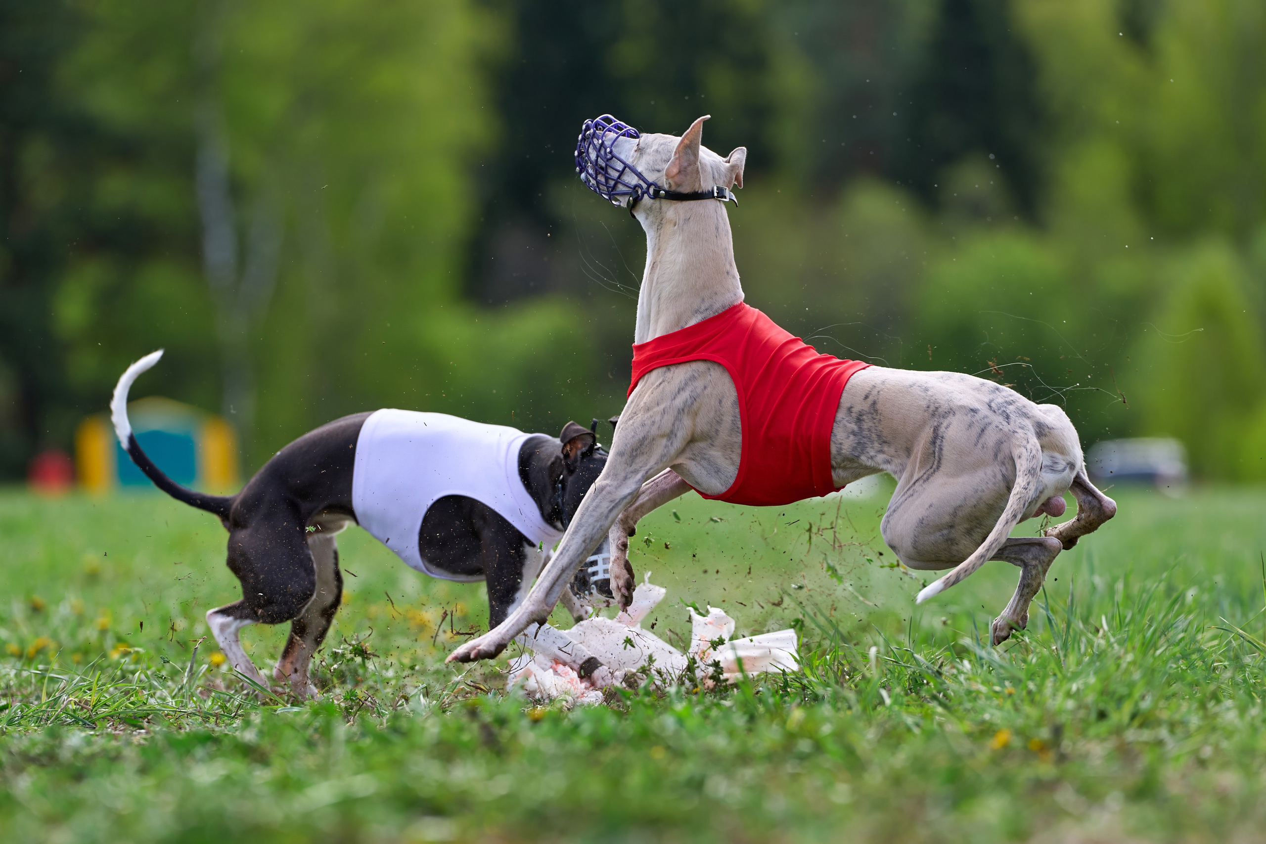 ПЧРКФ по курсингу. Фотограф-анималист Михаил Манухин