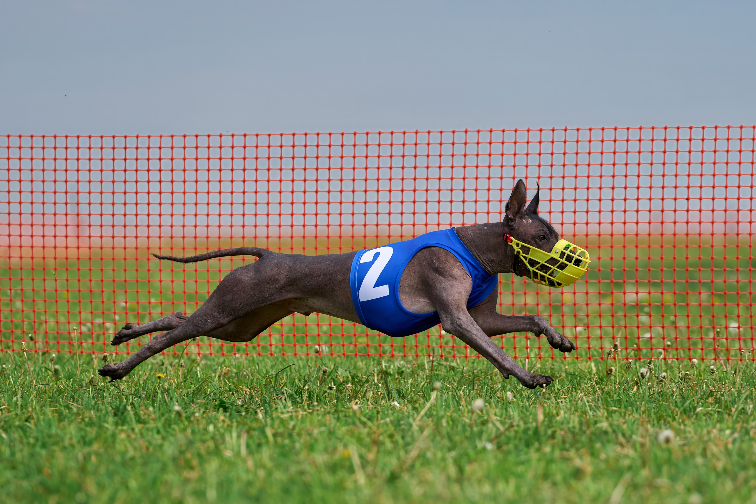 Квалификация по рейсингу. РАЛББ и Курсинг на Ярославке. Фотограф-анималист Михаил Манухин