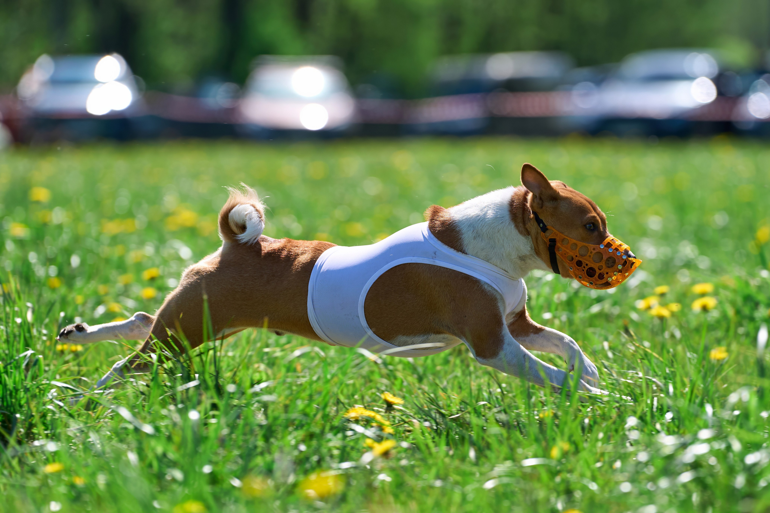 Квалификация по курсингу Донино. Фотограф-анималист Михаил Манухин