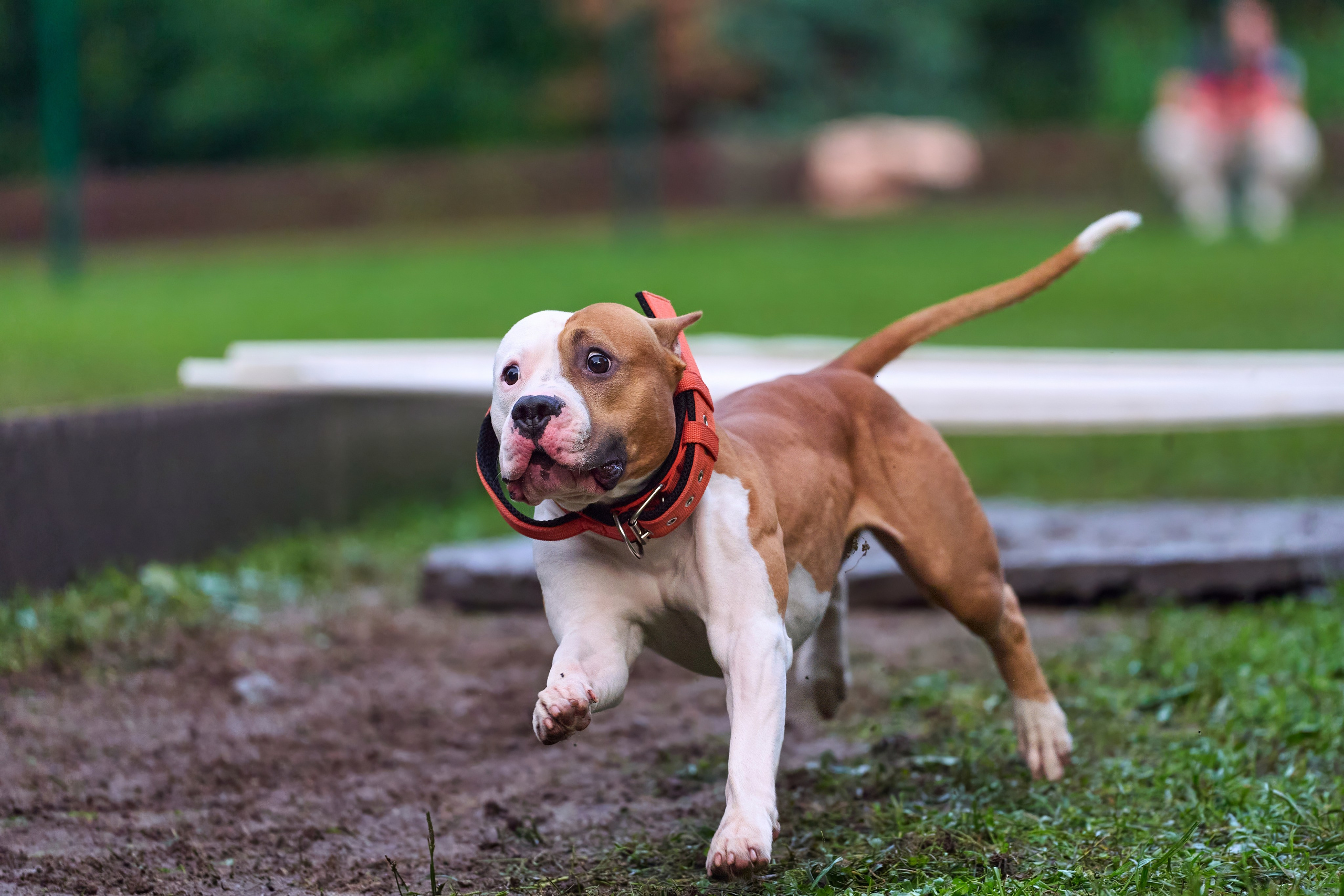 Jump'n'Gym JUMP! — 2024. Фотограф-анималист Михаил Манухин