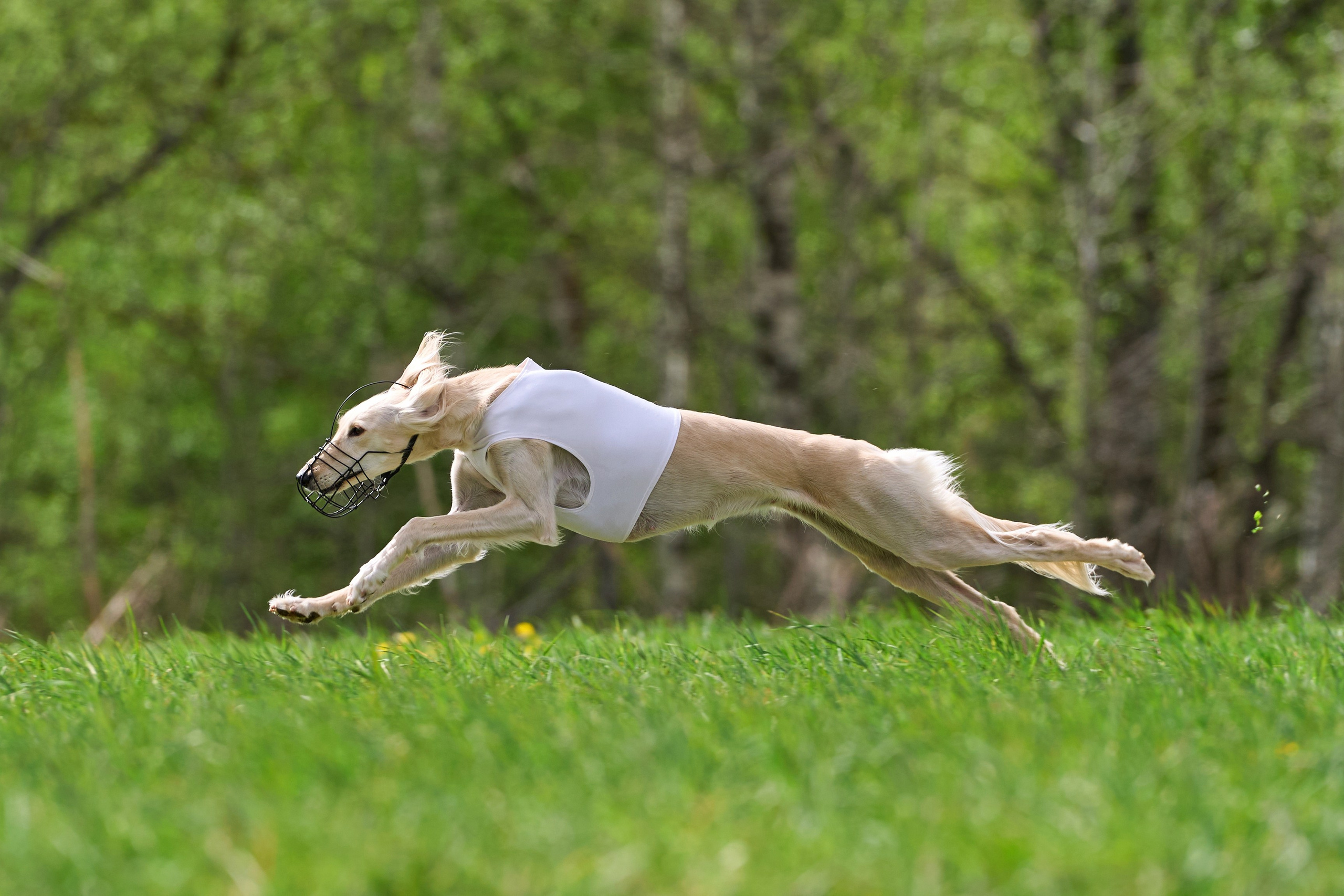 ПЧРКФ по курсингу. Фотограф-анималист Михаил Манухин