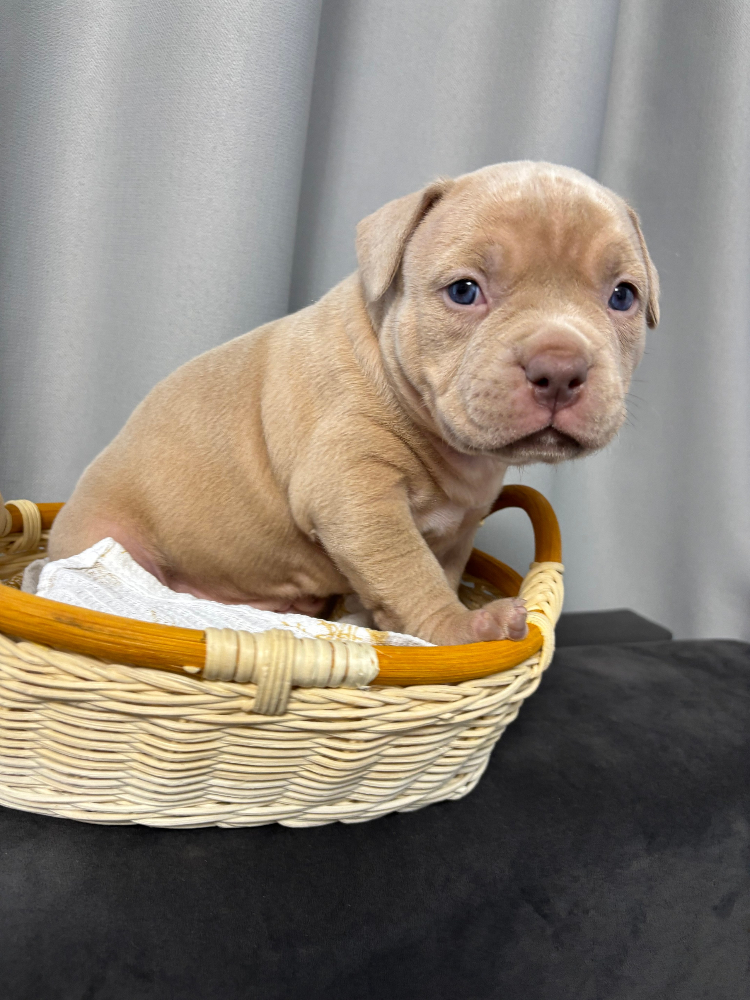 Помет Рич и Дося 04.02.25. Американский Булли в г. Ростов-на-Дону. Питомник THE POWER OF SIBERIA