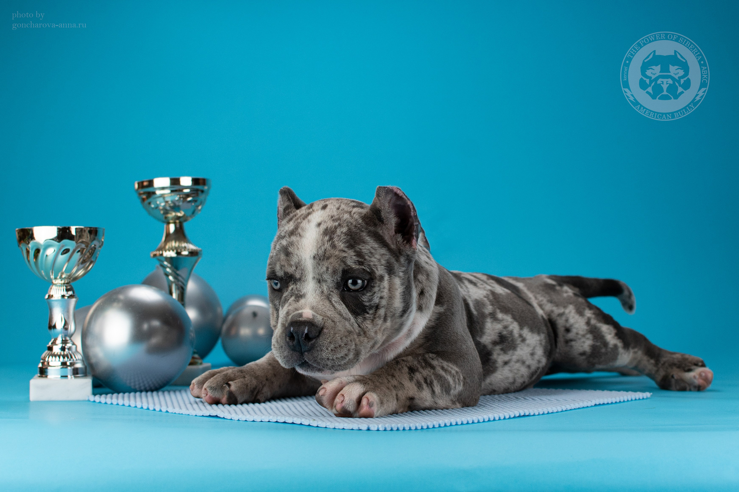 купить амбулли в Уфе