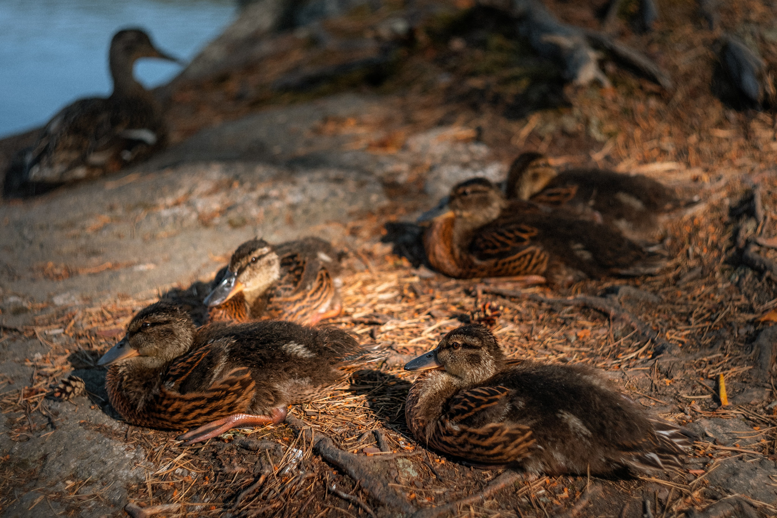 «Голливудская» связка Sony A7 III и Гелиос 44-2. Юля Дэй • Фотограф, Санкт-Петербург