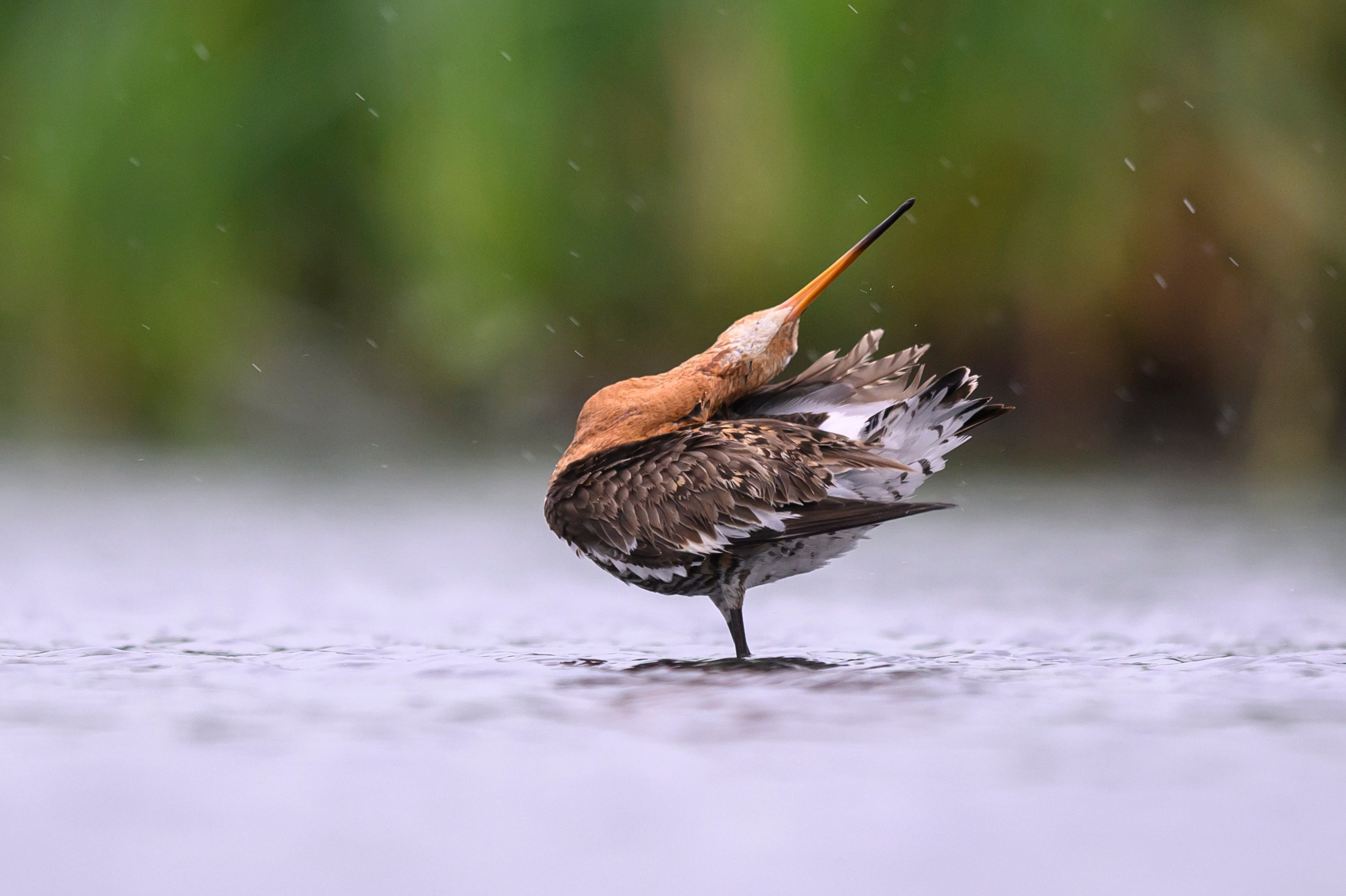 Поручейники и большой веретенник. Wildlife photography by Sergey Puponin