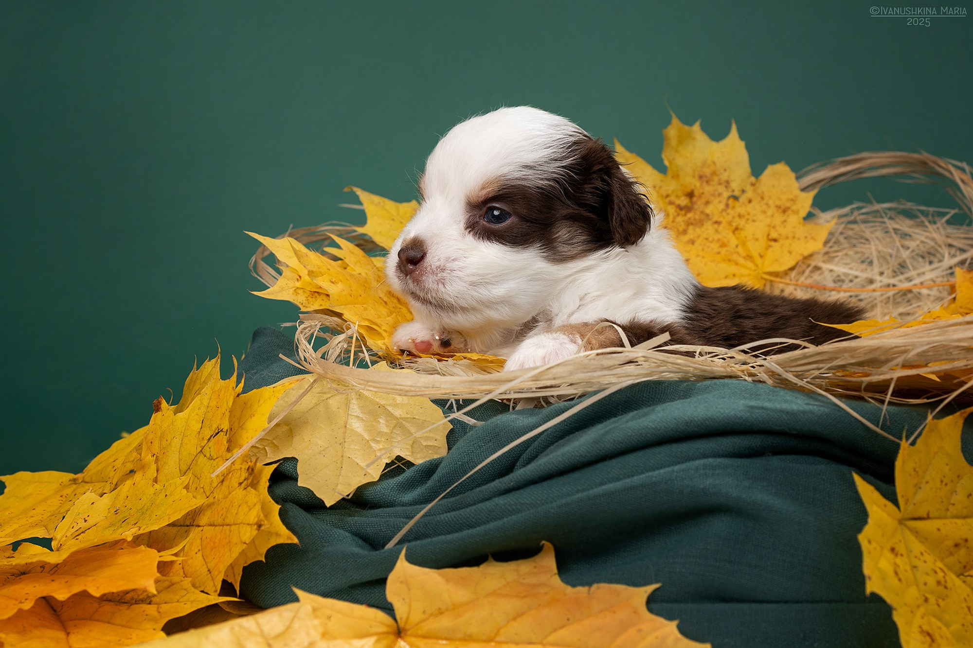 Фотосессия щенков на фонах. Фотограф собак в Москве и Московской области Иванушкина Мария