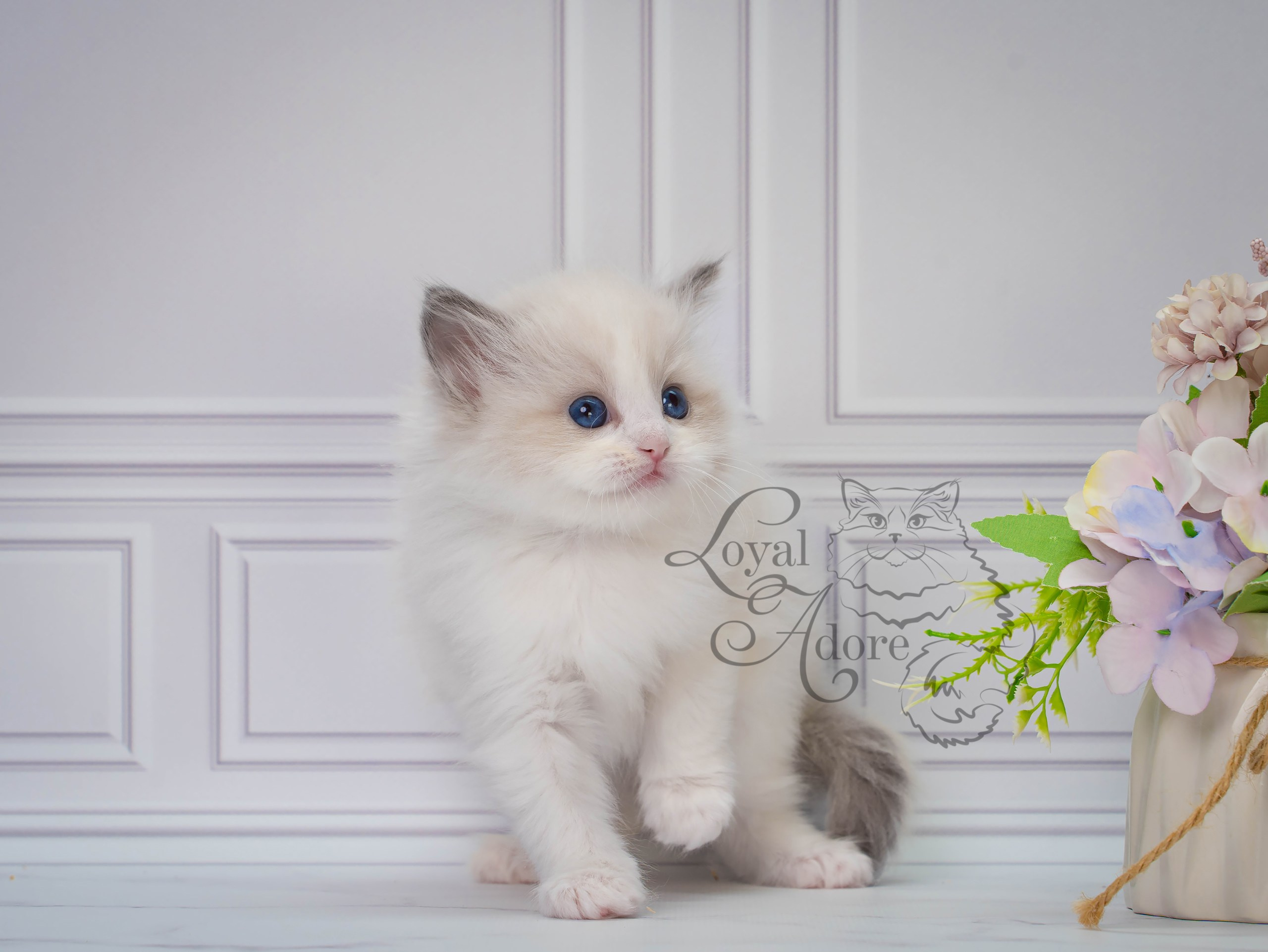 Котята рэгдолл от Loyal Adore. Питомник рэгдолл Loyal Adore