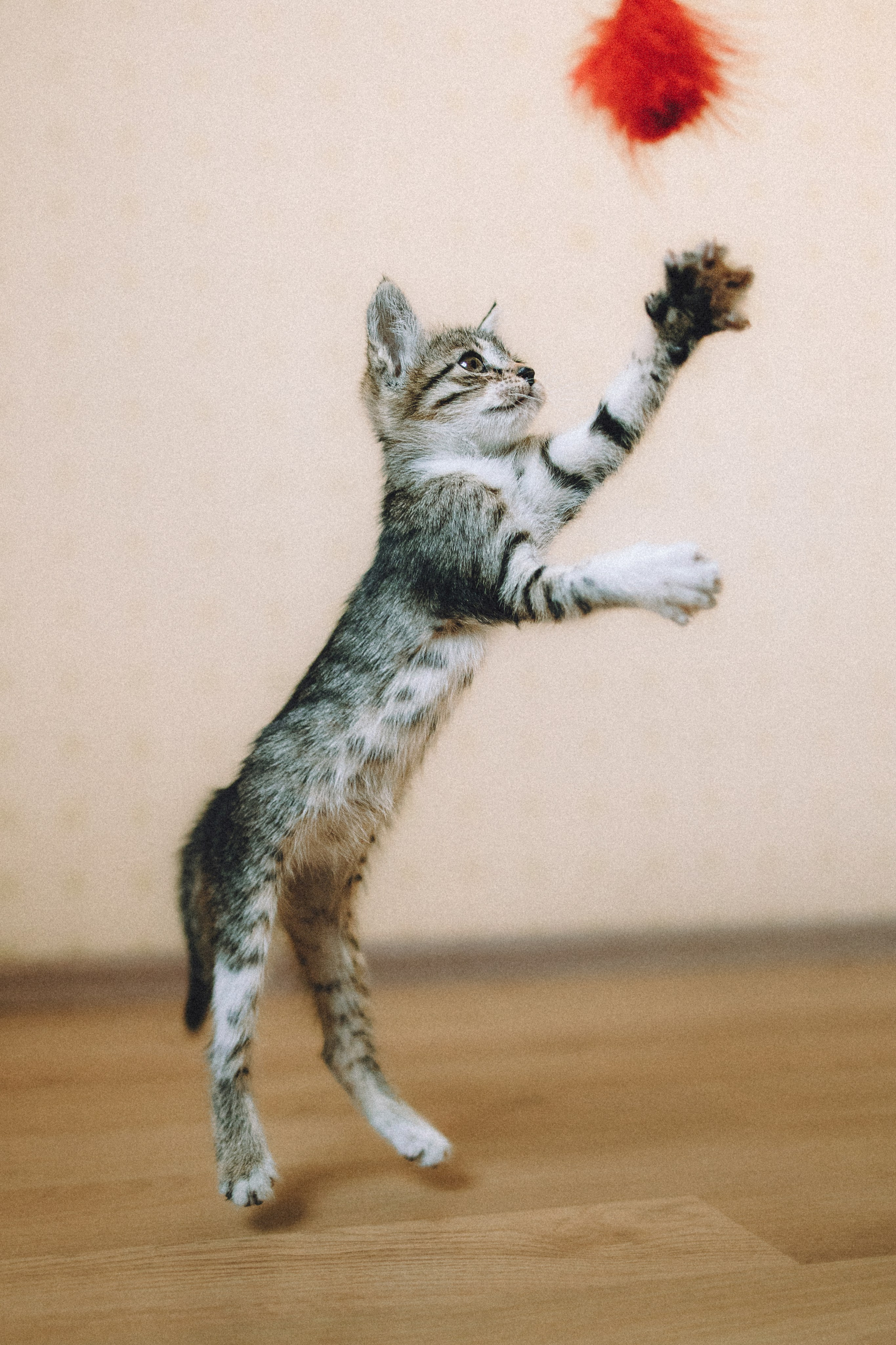 Более 30 идей для фотосессии с котенком