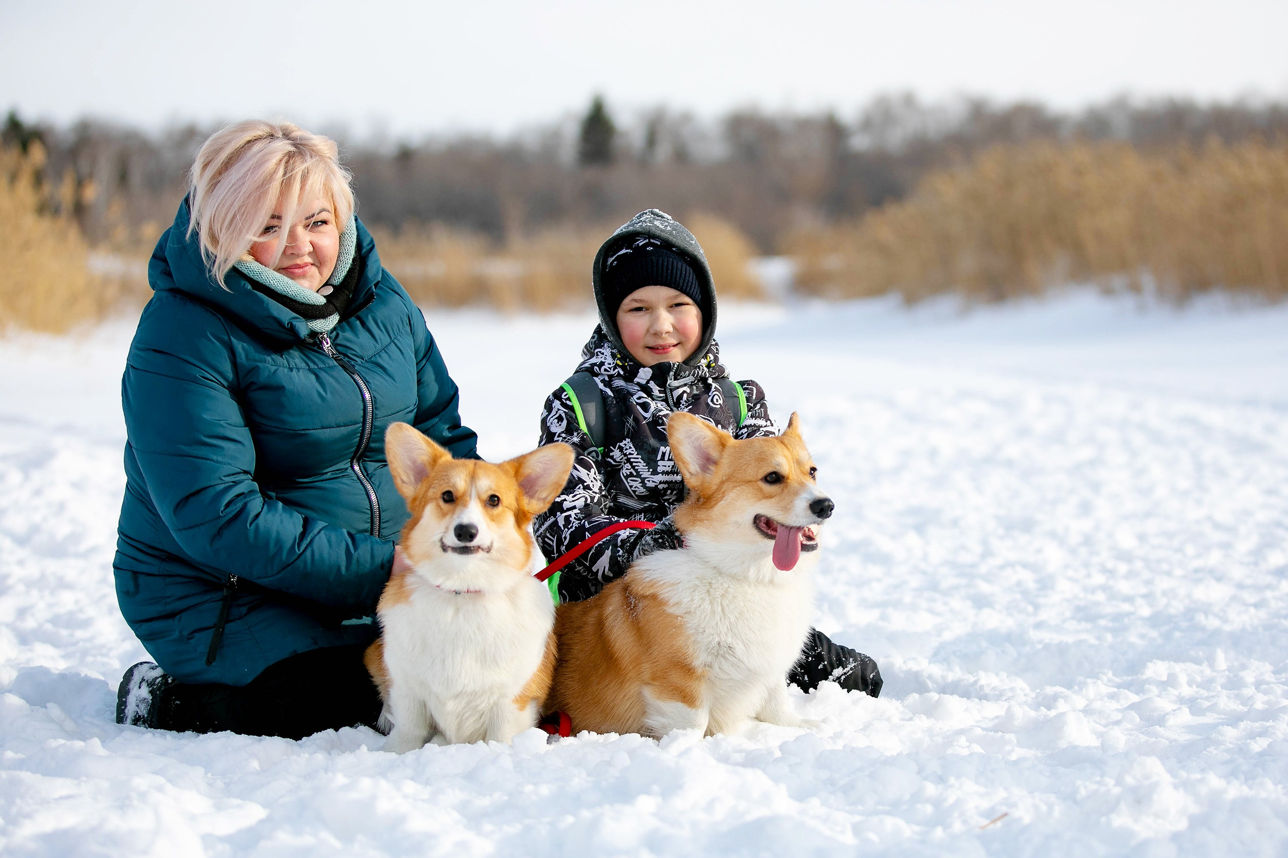 Корги-туса. Фотограф-анималист в Омске Екатерина Маричева