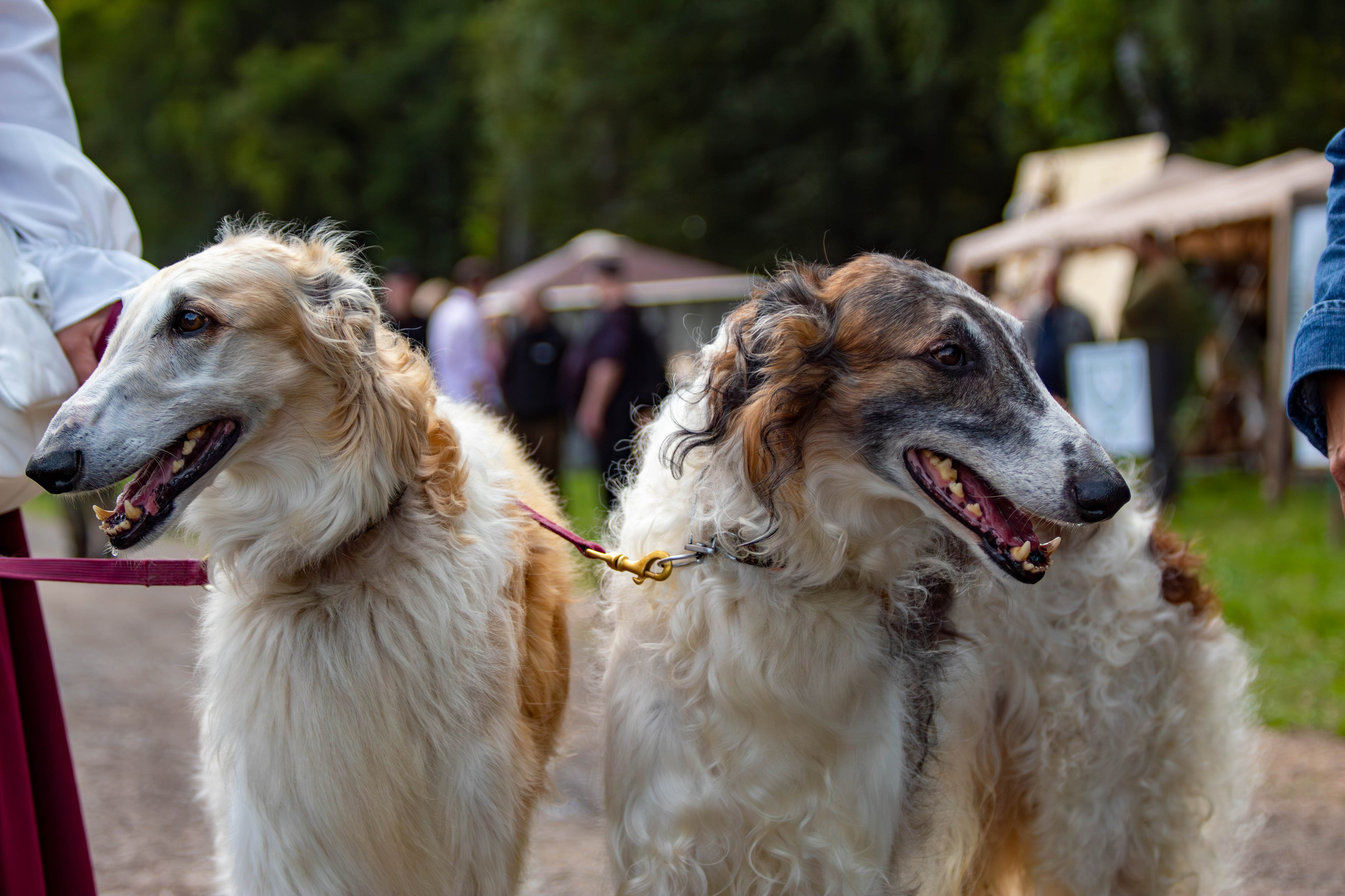 Охота как искусство Ясная поляна. Фотограф анималист — Тула, Москва