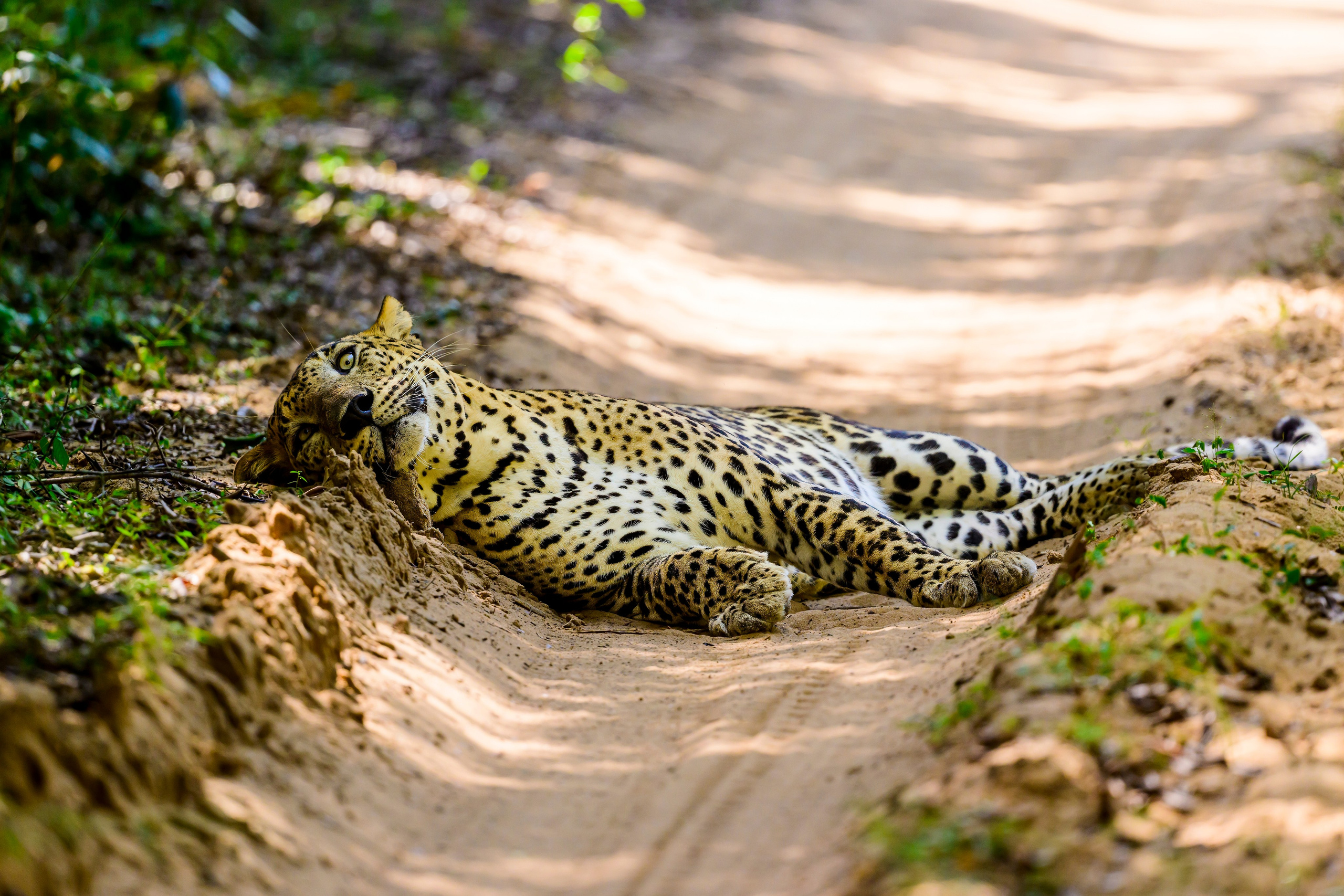 Большие кошки | Big cats. Фотограф Сергей Пупонин