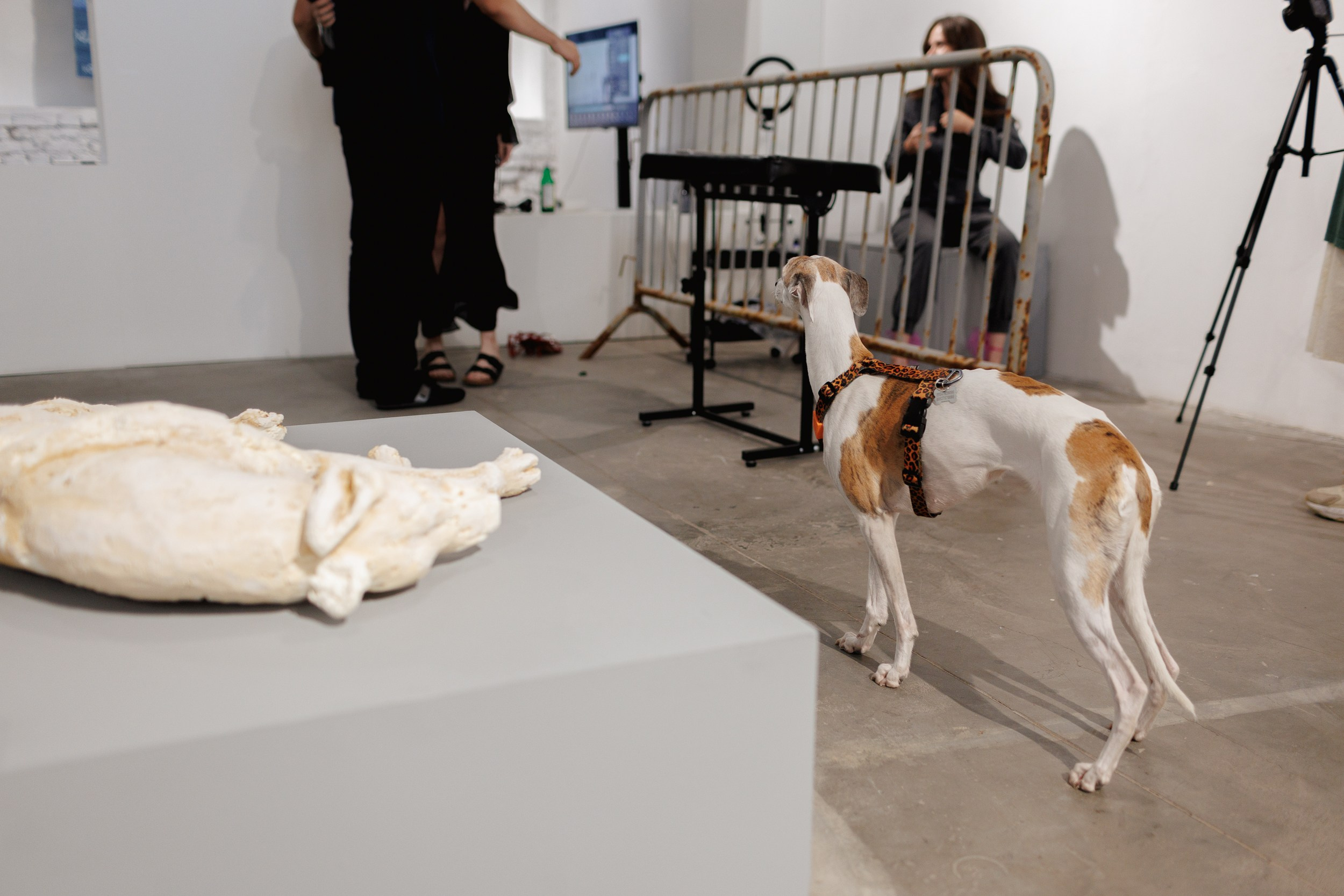 Жив был пёс. Собачий художник Поля Стриж