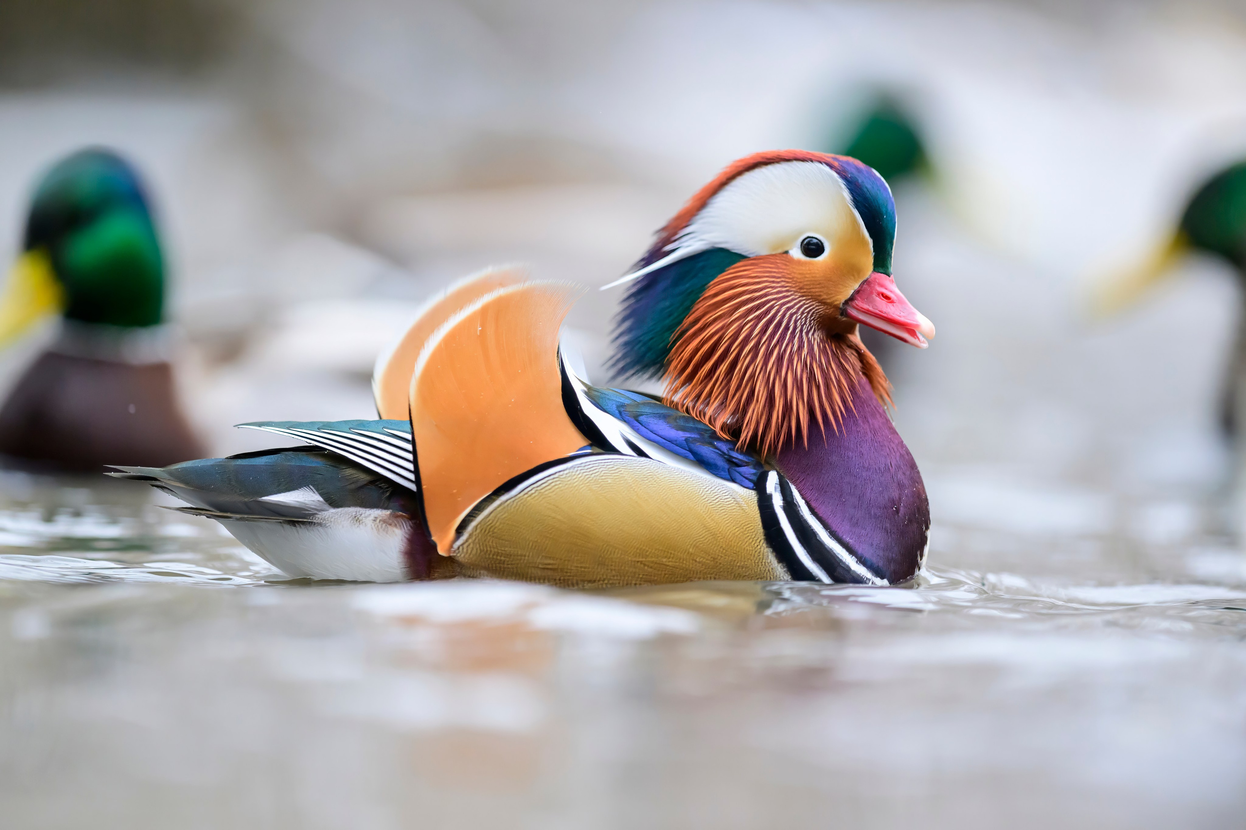 Мандаринки Mandarin ducks. Wildlife photography by Sergey Puponin