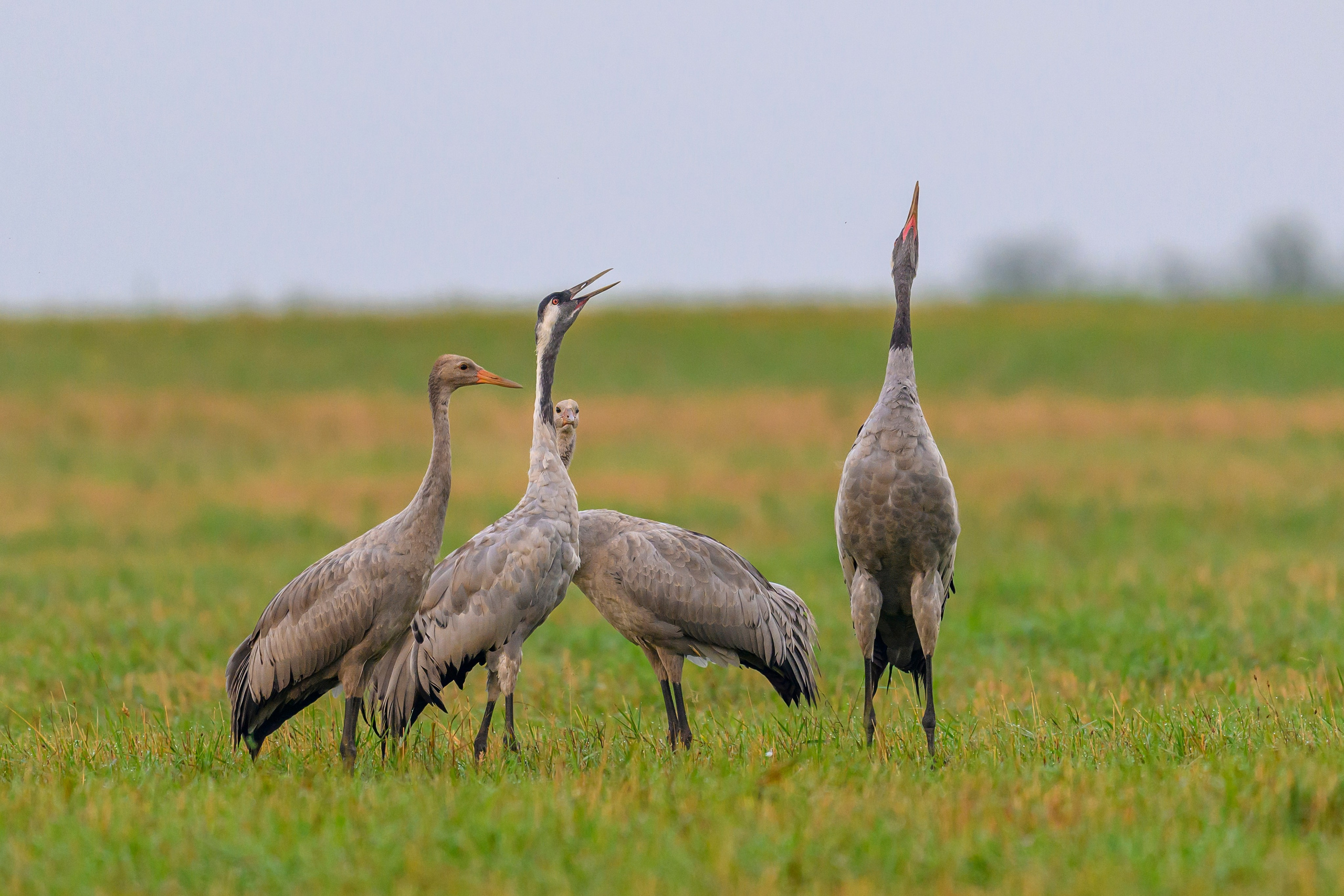Журавли! Cranes!. Фотограф Сергей Пупонин