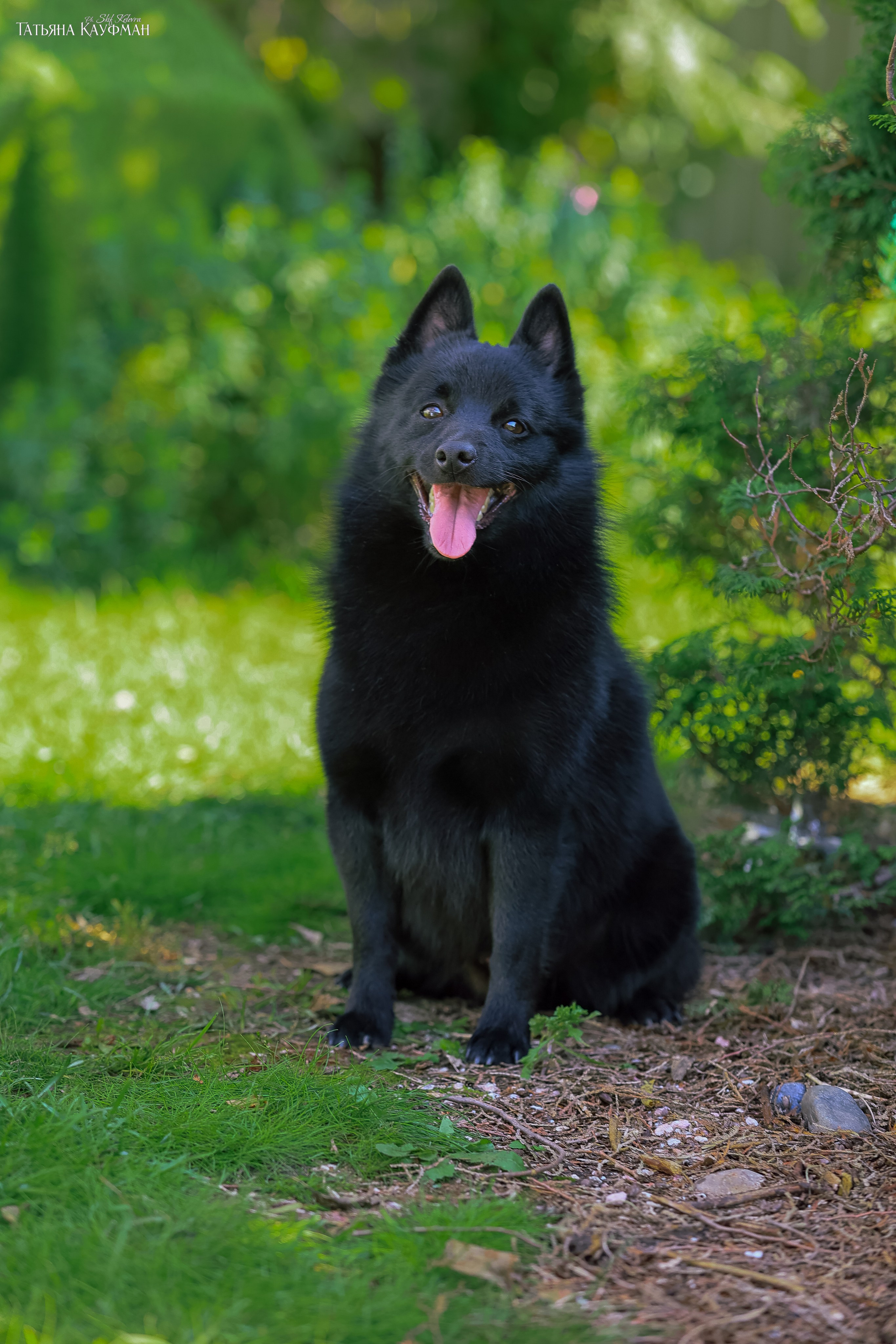 Шипперке, схипперке, красивая собака, фотограф анималист, фотокурс Анималистика, научиться фотографировать собак, фотограф Новосибирск