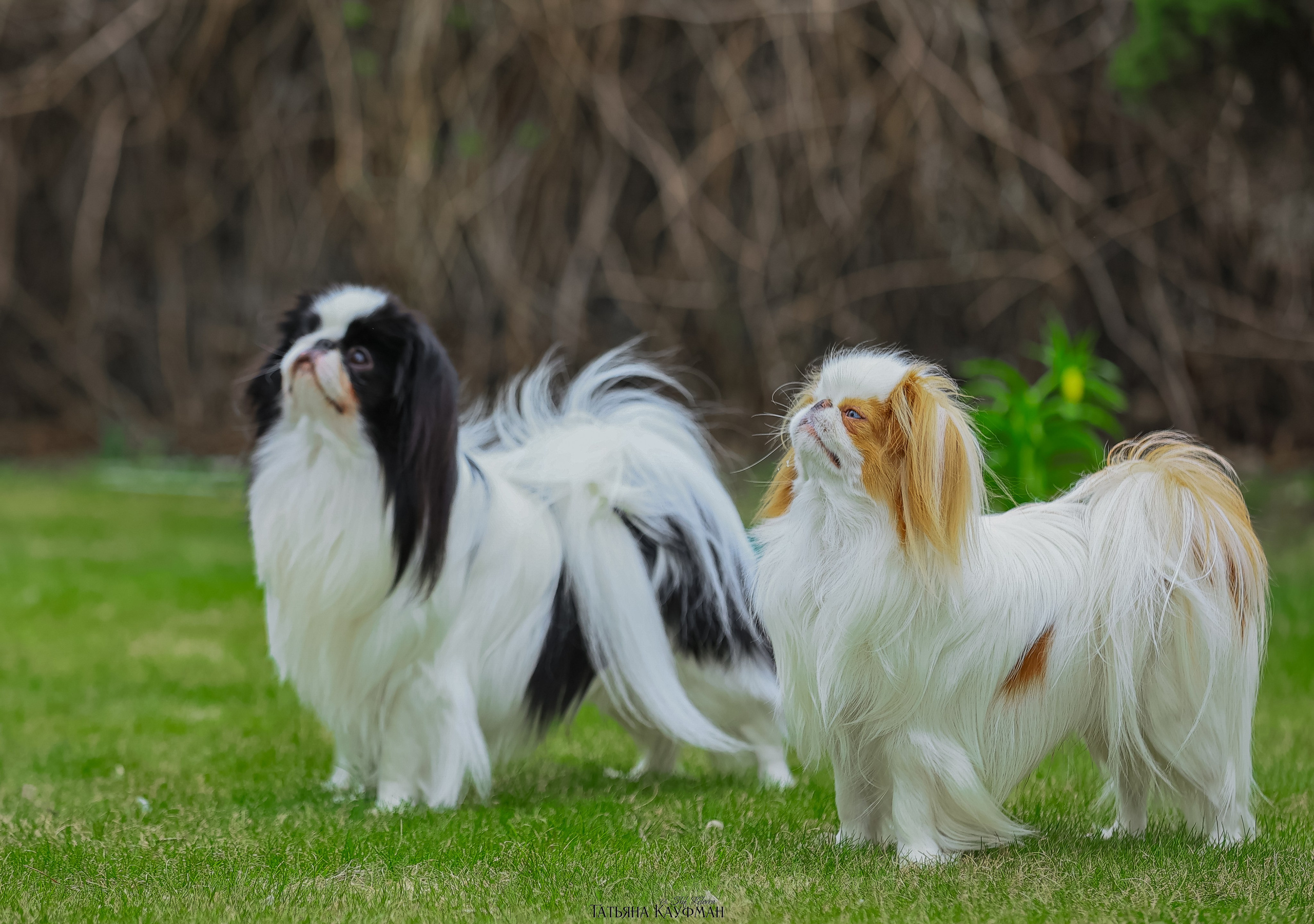 Японский хин, фотография японский хин, собака в цветах, красивая собака, фотограф анималист, фотокурс Анималистика, научиться фотографировать собак, фотограф Новосибирск