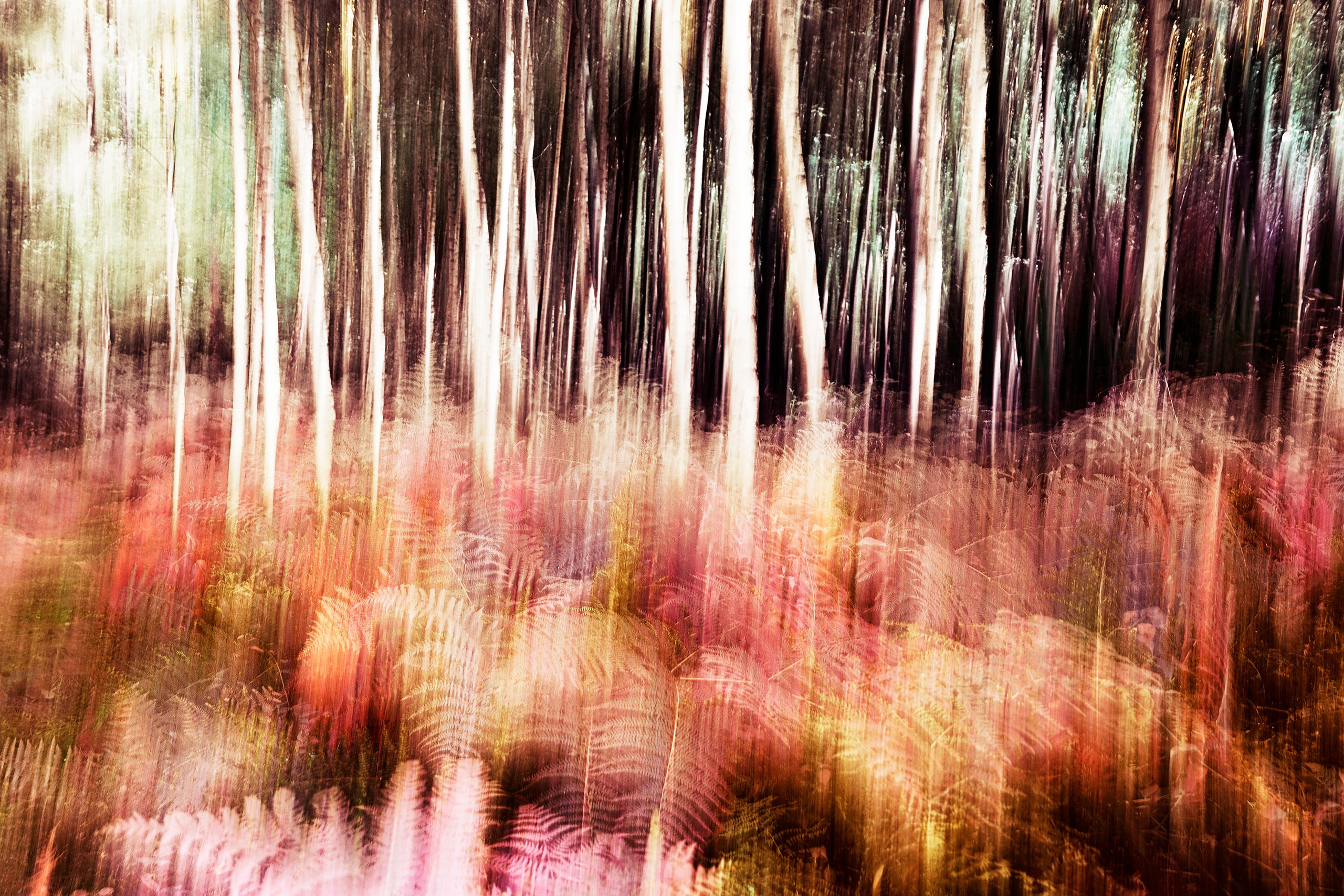 Walks in the Forest. Vasiliy Riabovol — Fine Art Photographer | Time, Space, and Silence