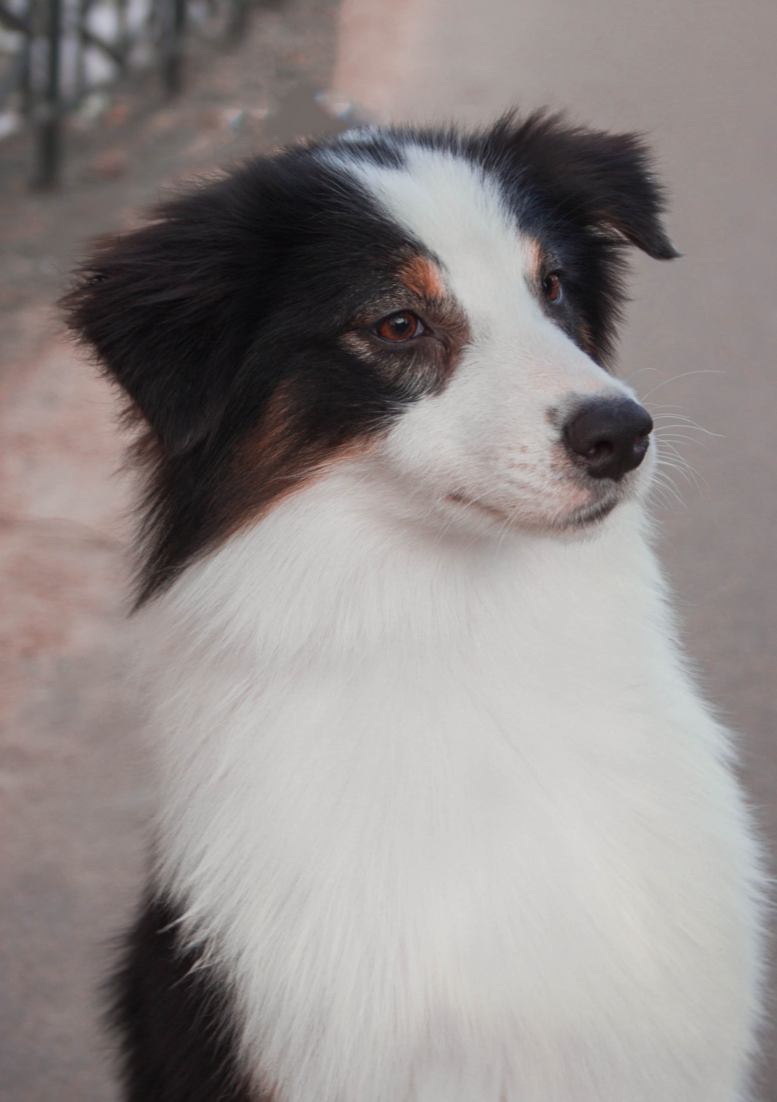 Ива. BLGKV питомник собак