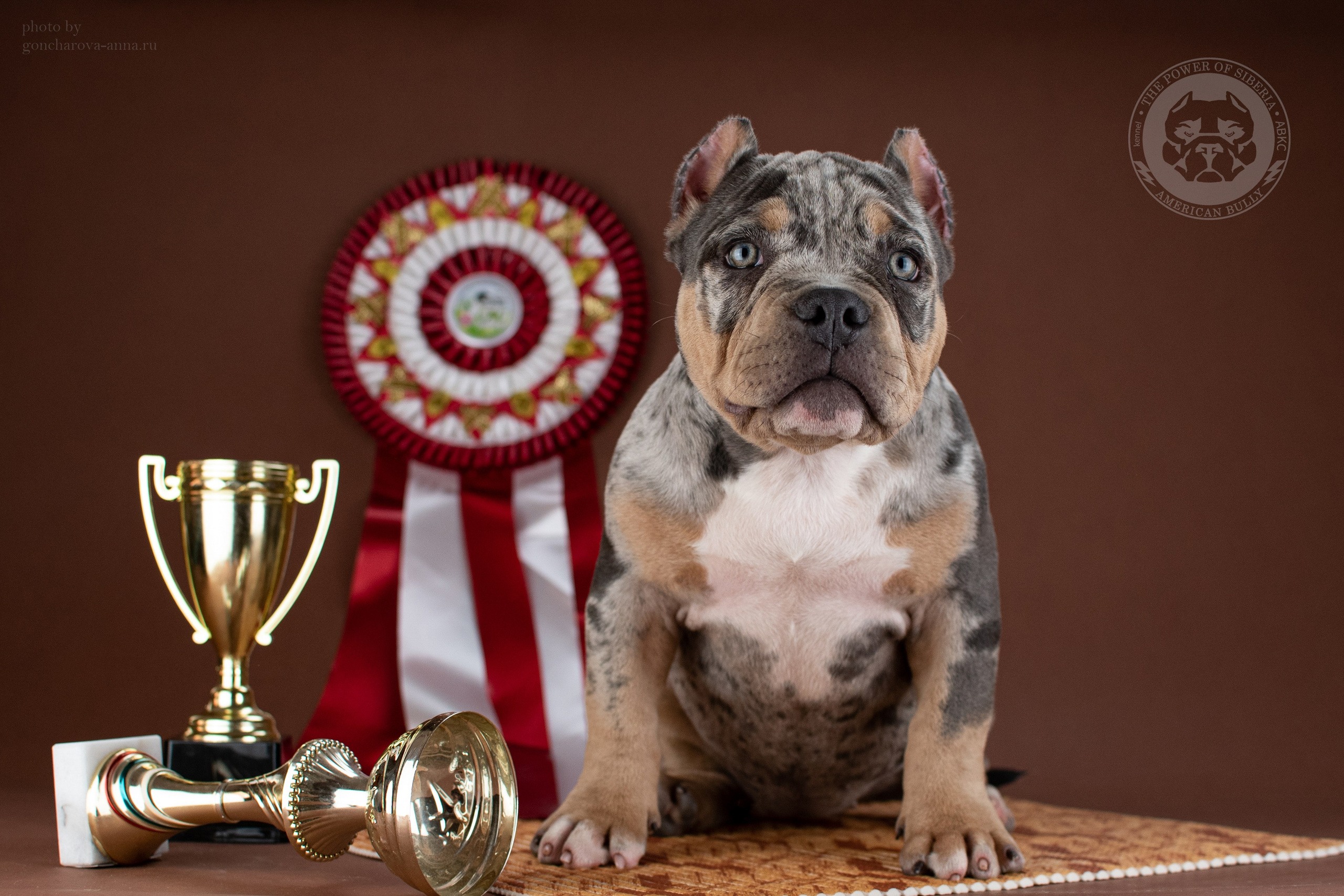 Купить щенка Американского булли в Санкт-Петербурге
