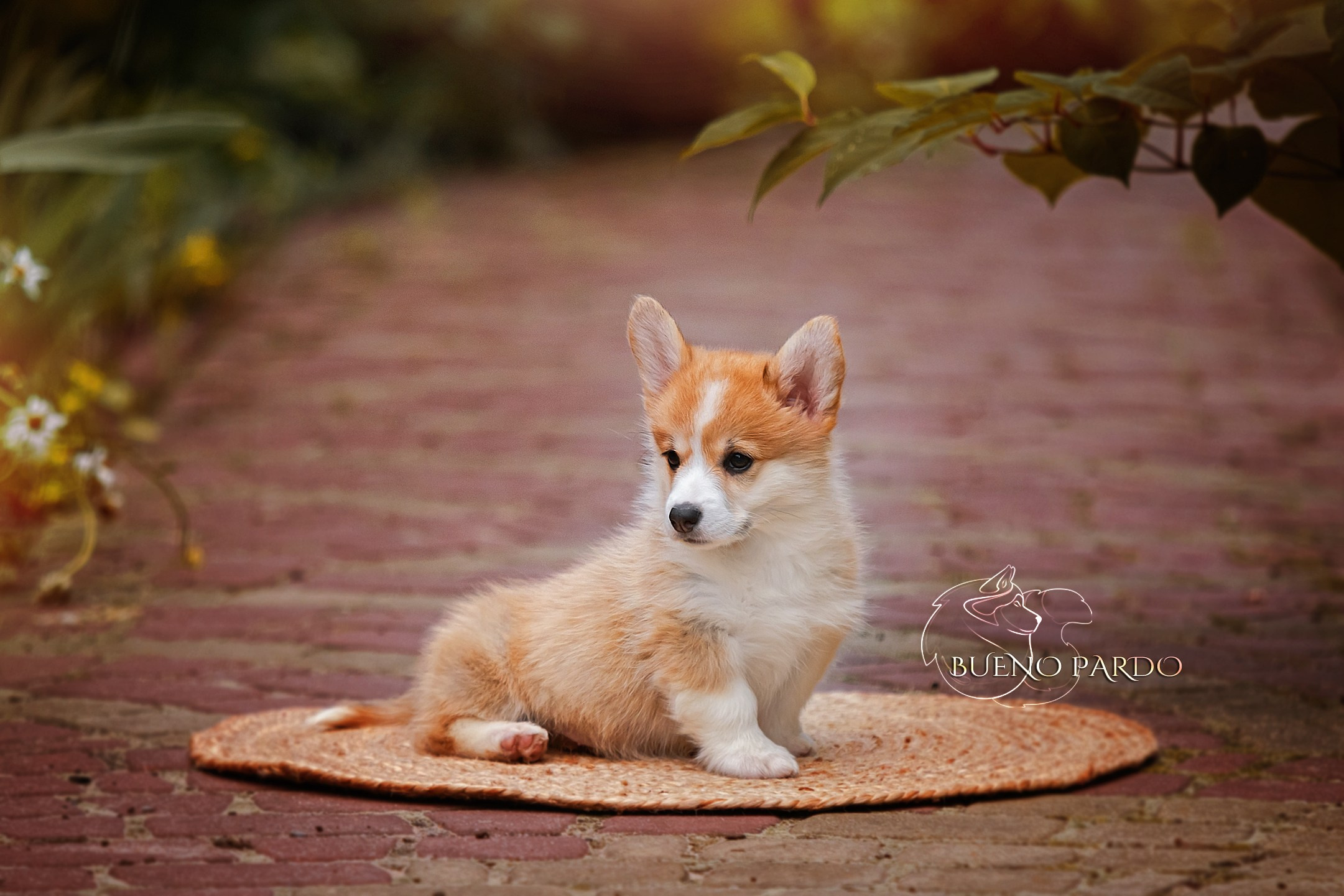 КОРГИ. Kawaii Kuma питомник собак пород Корги пемброк, Акита ину, Сиба