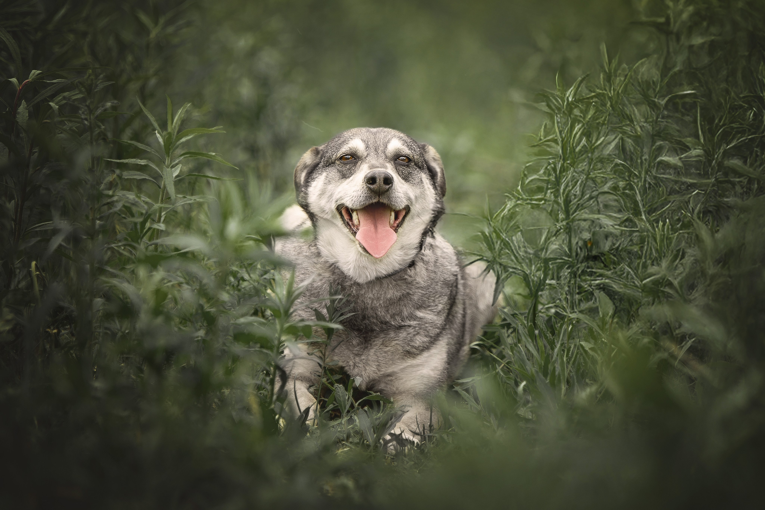 ИЩУТ ДОМ. Фотограф-анималист в Москве и Подмосковье