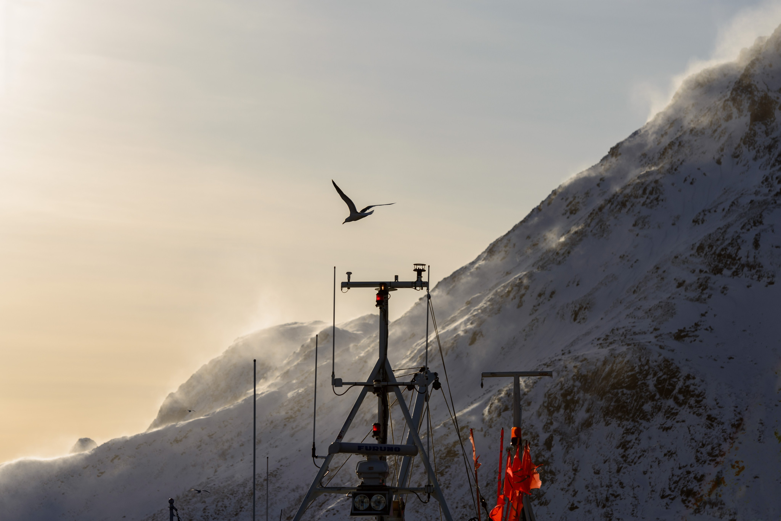 Птица летит над заснеженными горами, освещенными низким солнцем.