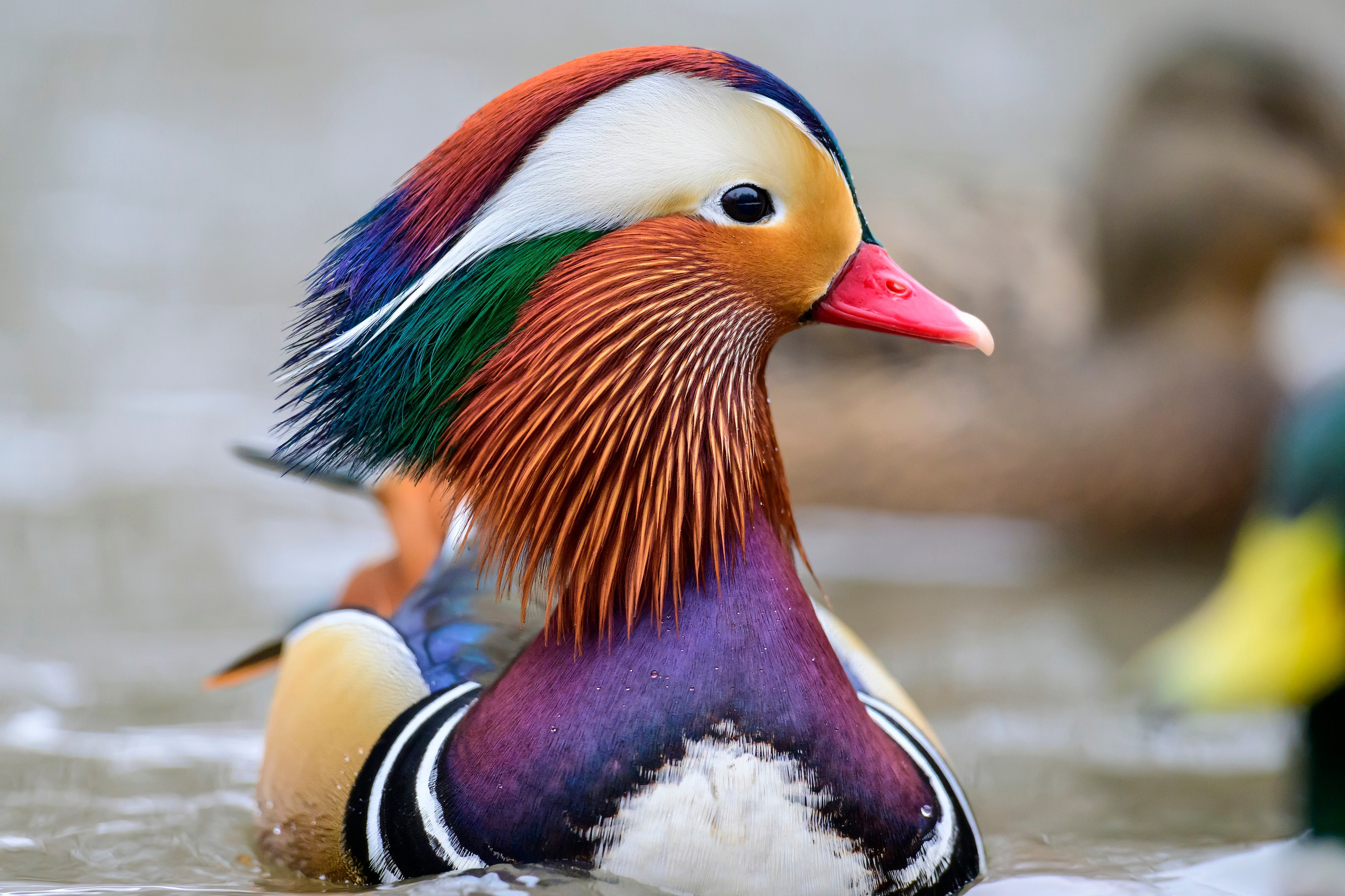 Мандаринки. Mandarin ducks. Фотограф Сергей Пупонин