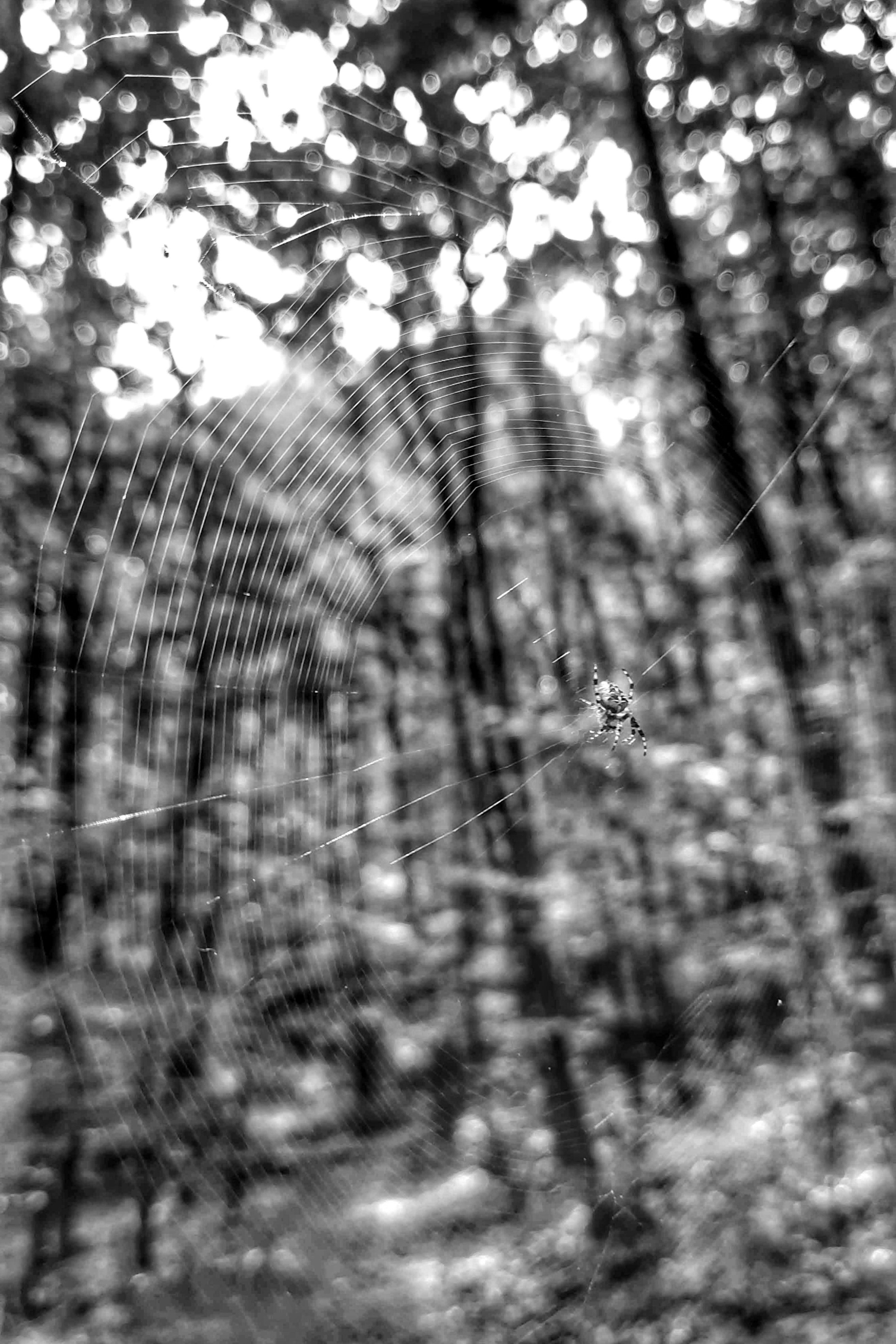 Автор: Javier Peñuela