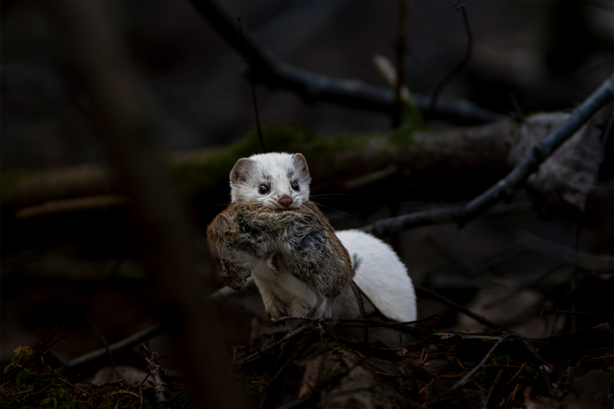 Фотограф дикой природы Роман Исаенков