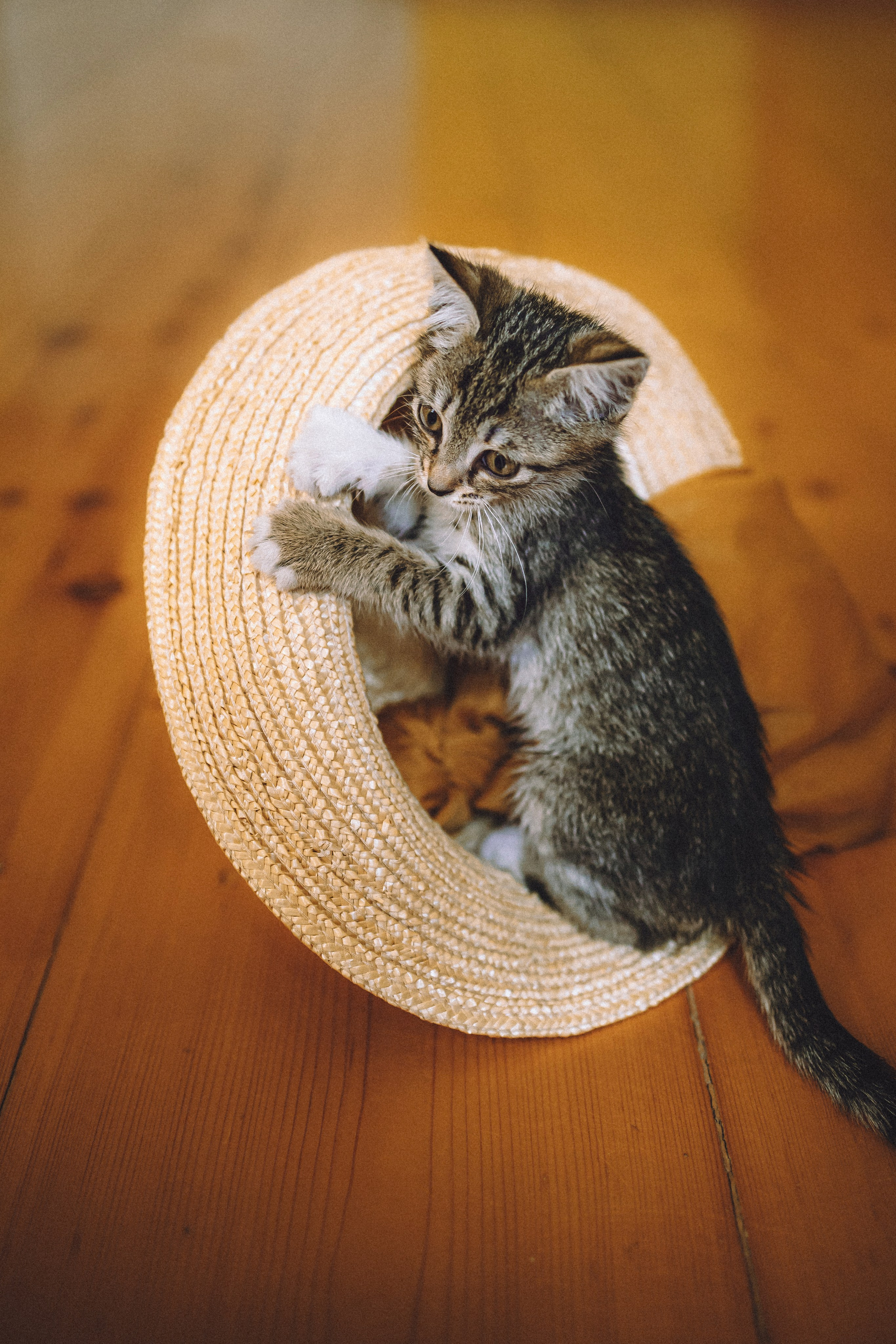 Более 30 идей для фотосессии с котенком