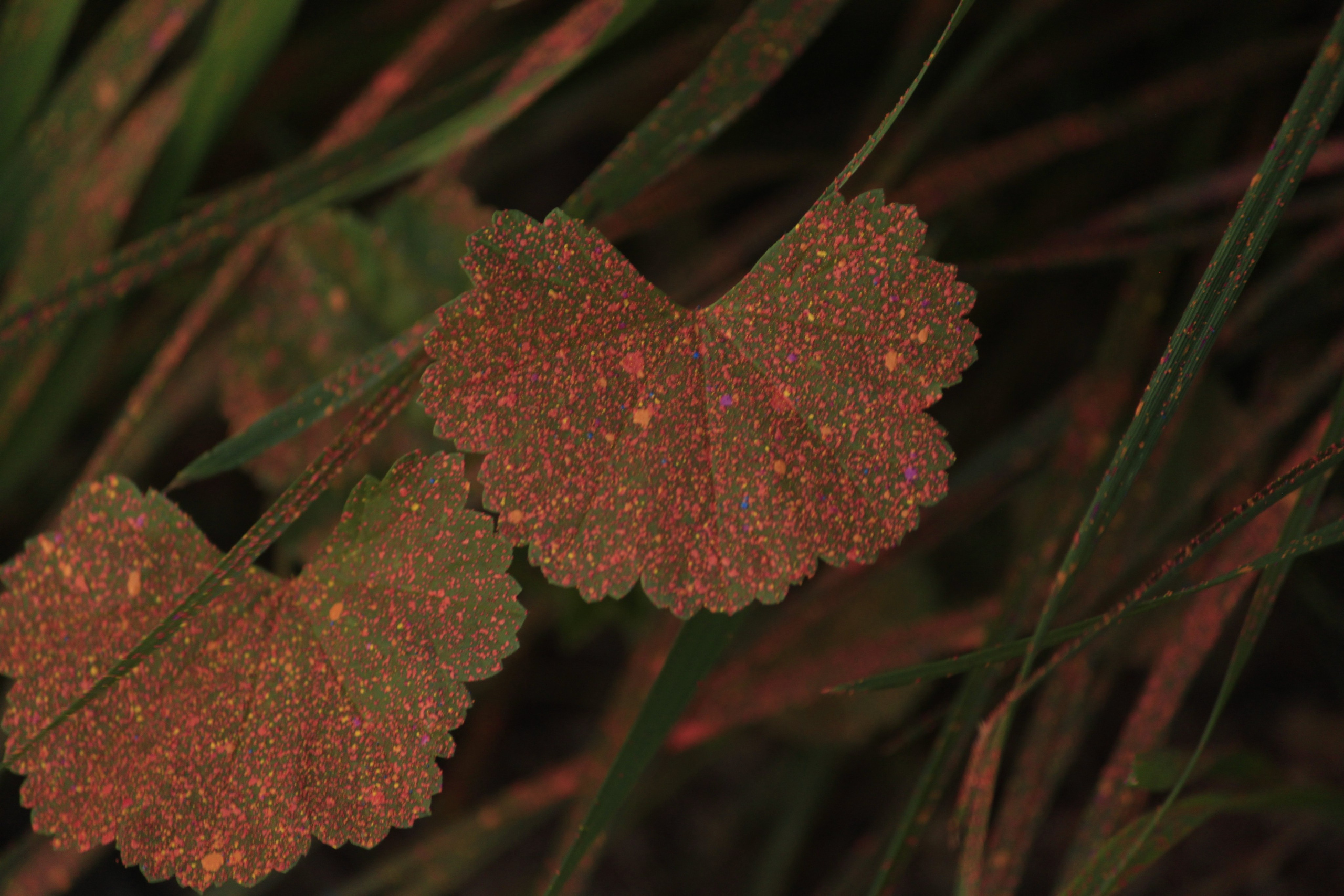 Фестиваль стрит-арта ПОСЛАНИЕ УЛИЦ. Фотокрыжовник. Снимаем, дружим, путешествуем