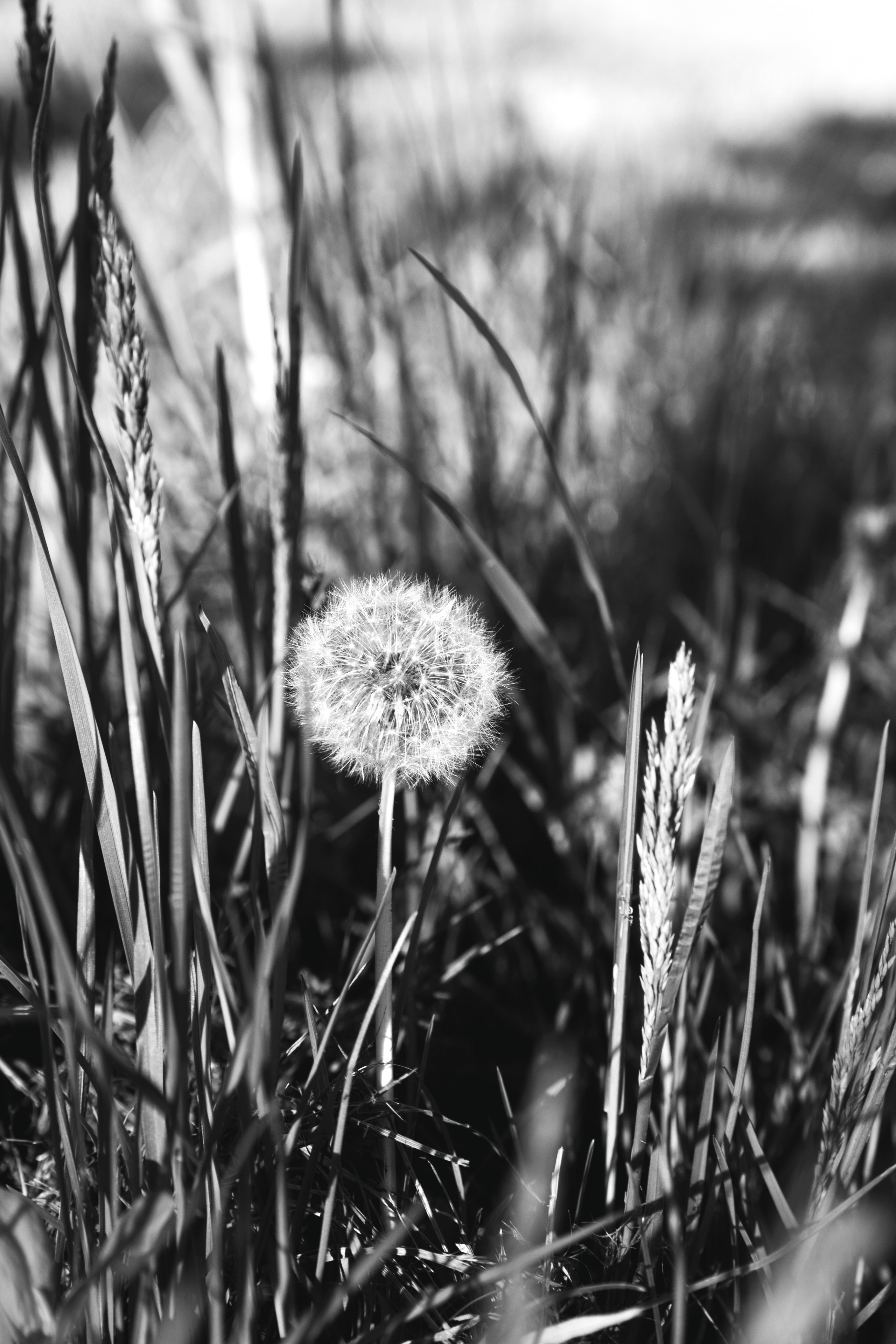 Растворение. Фотограф и коллажист Ольга Шереметьева