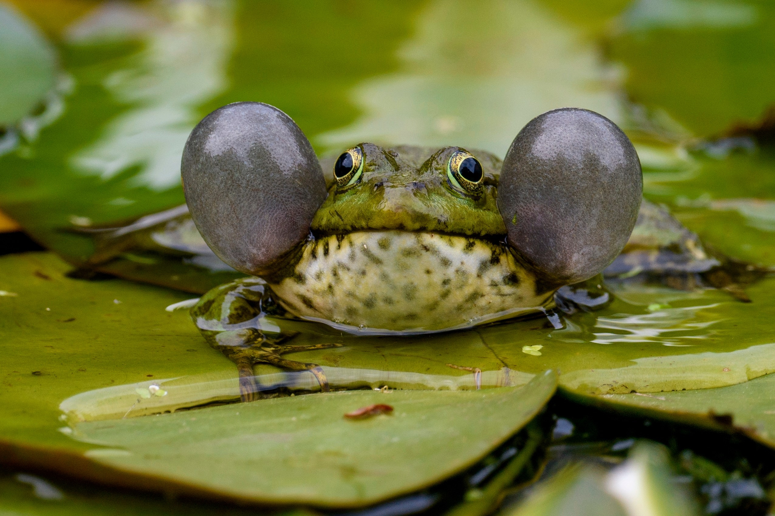 ГБС, Москва. Фотограф Сергей Пупонин