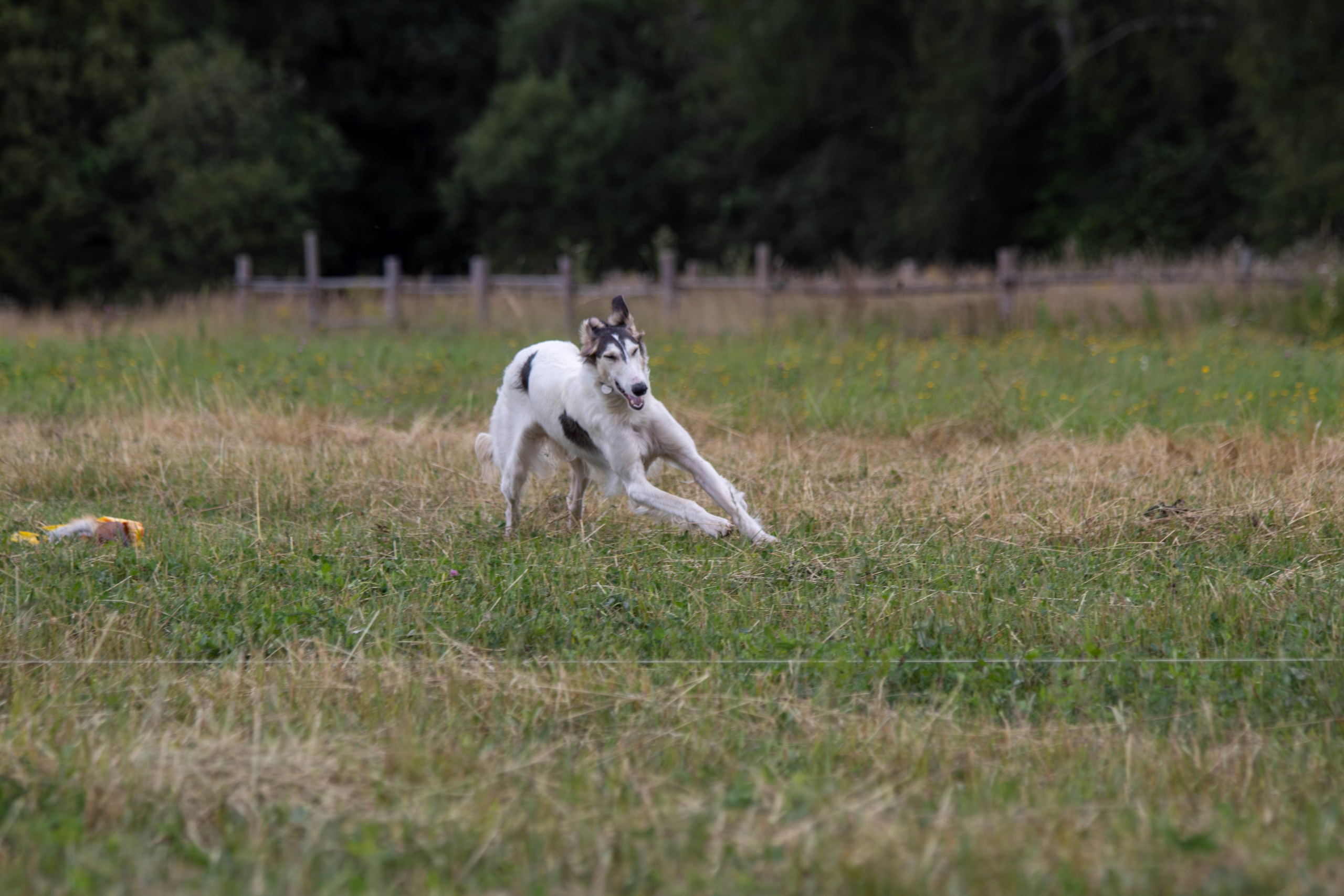 Охота как искусство Ясная поляна. Фотограф анималист — Тула, Москва