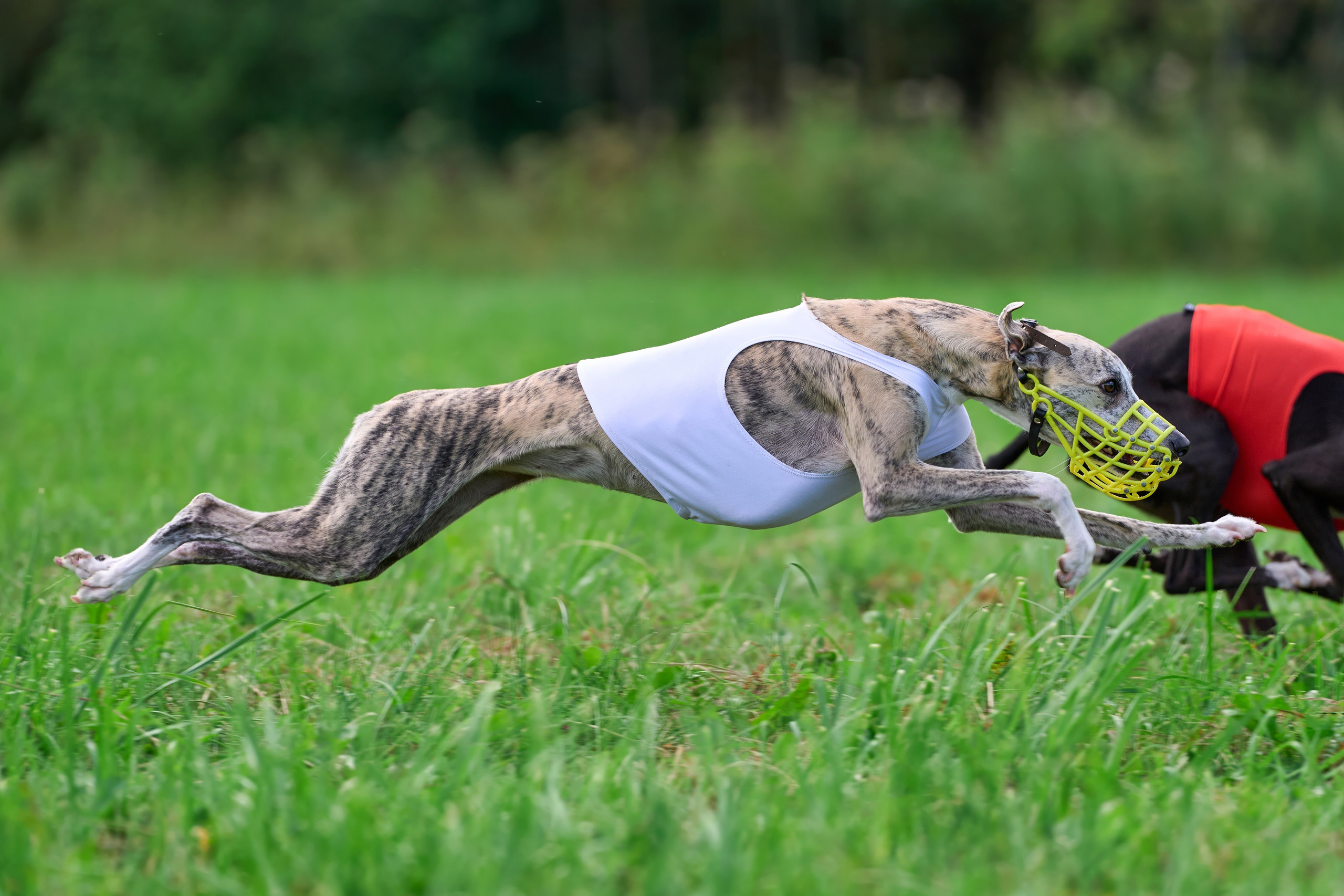 Тренировка в Донино. Фотограф-анималист Михаил Манухин