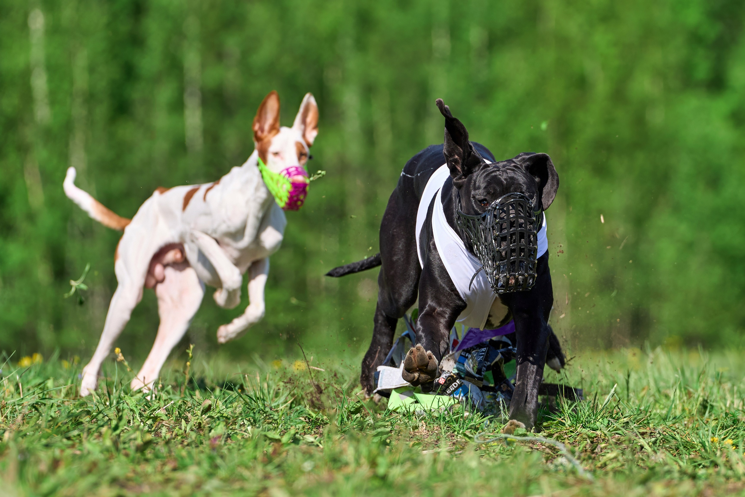 Квалификация по курсингу Донино. Фотограф-анималист Михаил Манухин