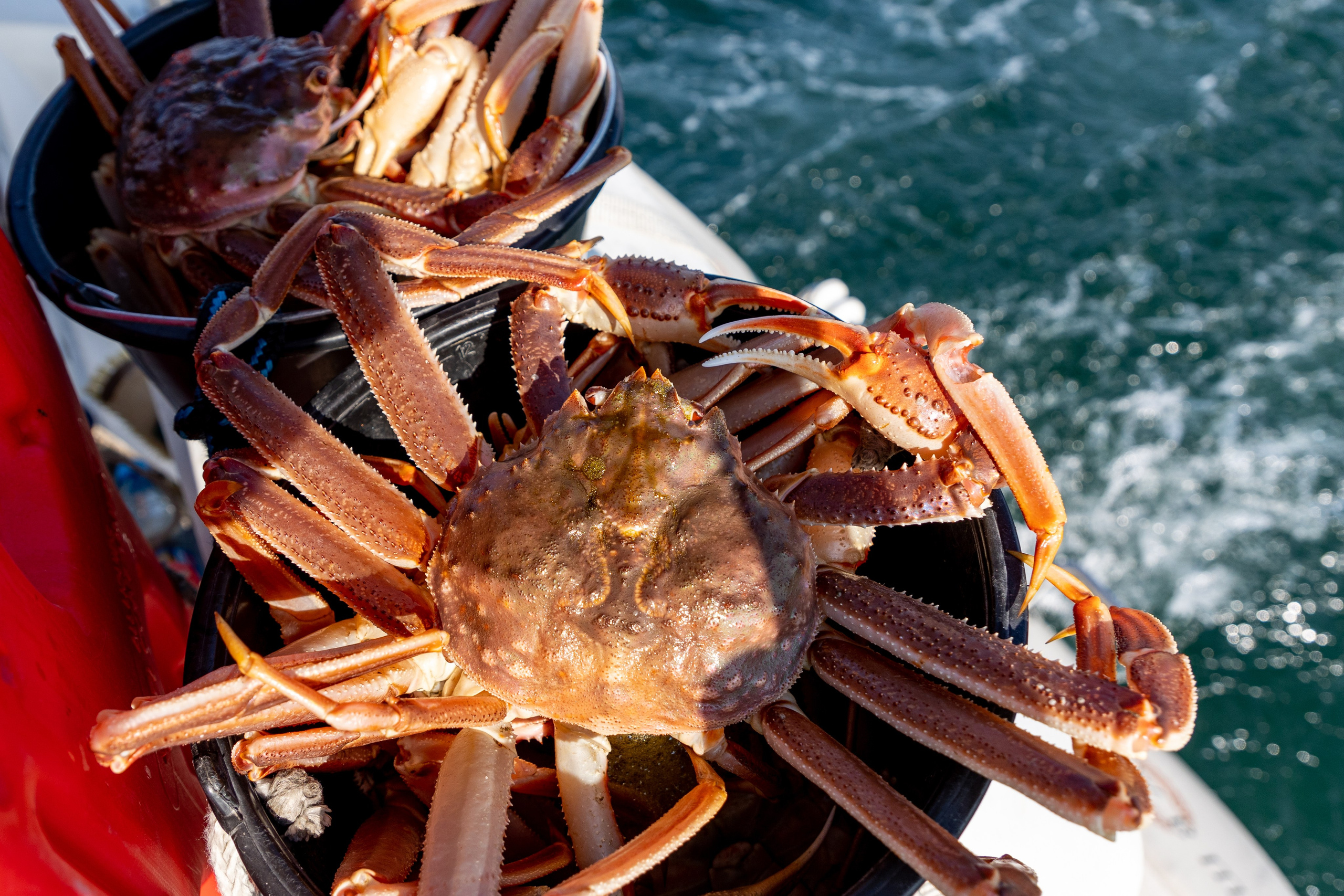Крабовое сафари. Время Камчатки: чтобы найти свой путь, нужно скорость умножить на время