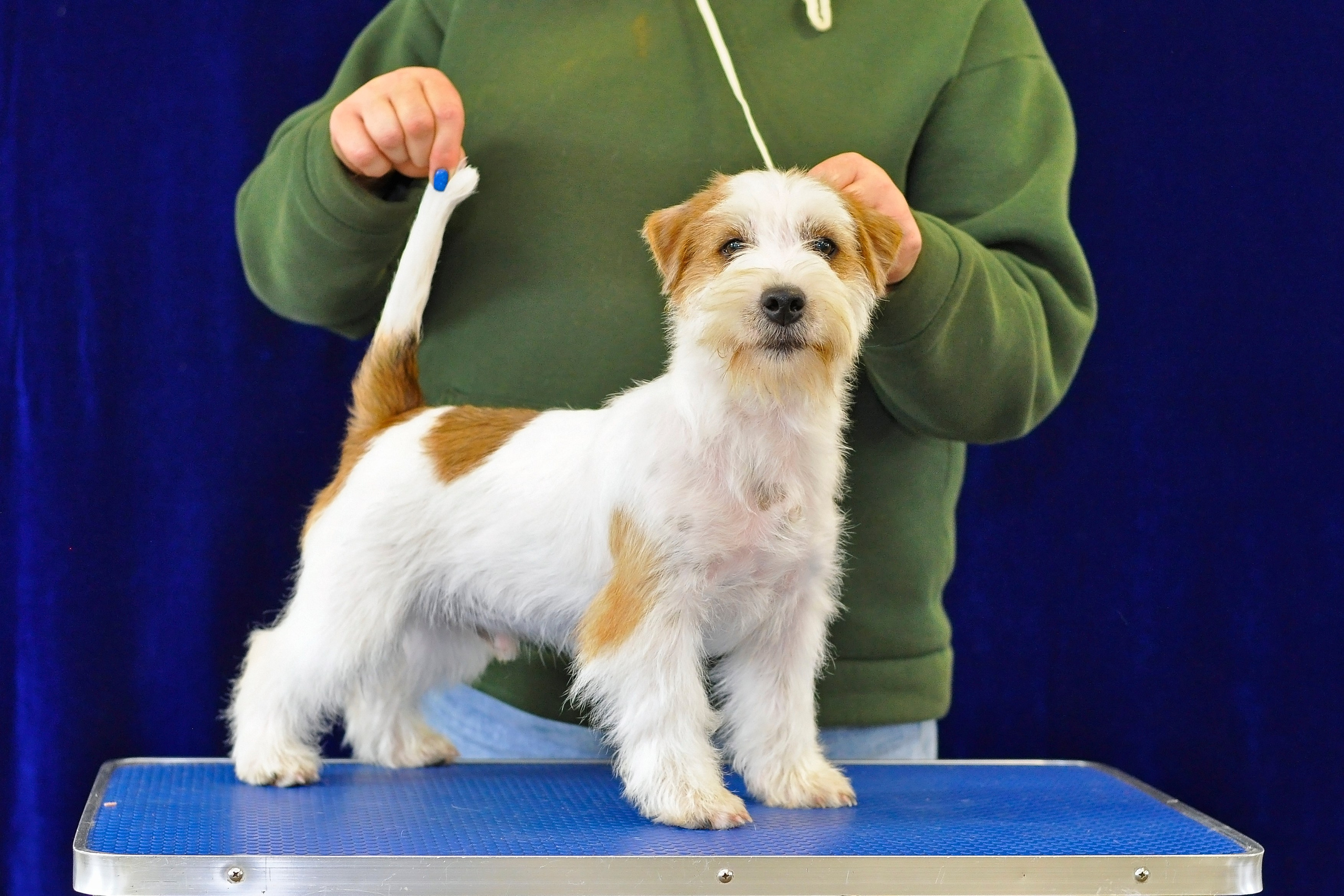 питомник порт фортис, kennel port fortis, джек рассел терьер, питомник джек рассел терьеров, kennel Jack russell terrier, щенки джек рассел терьера, купить щенка