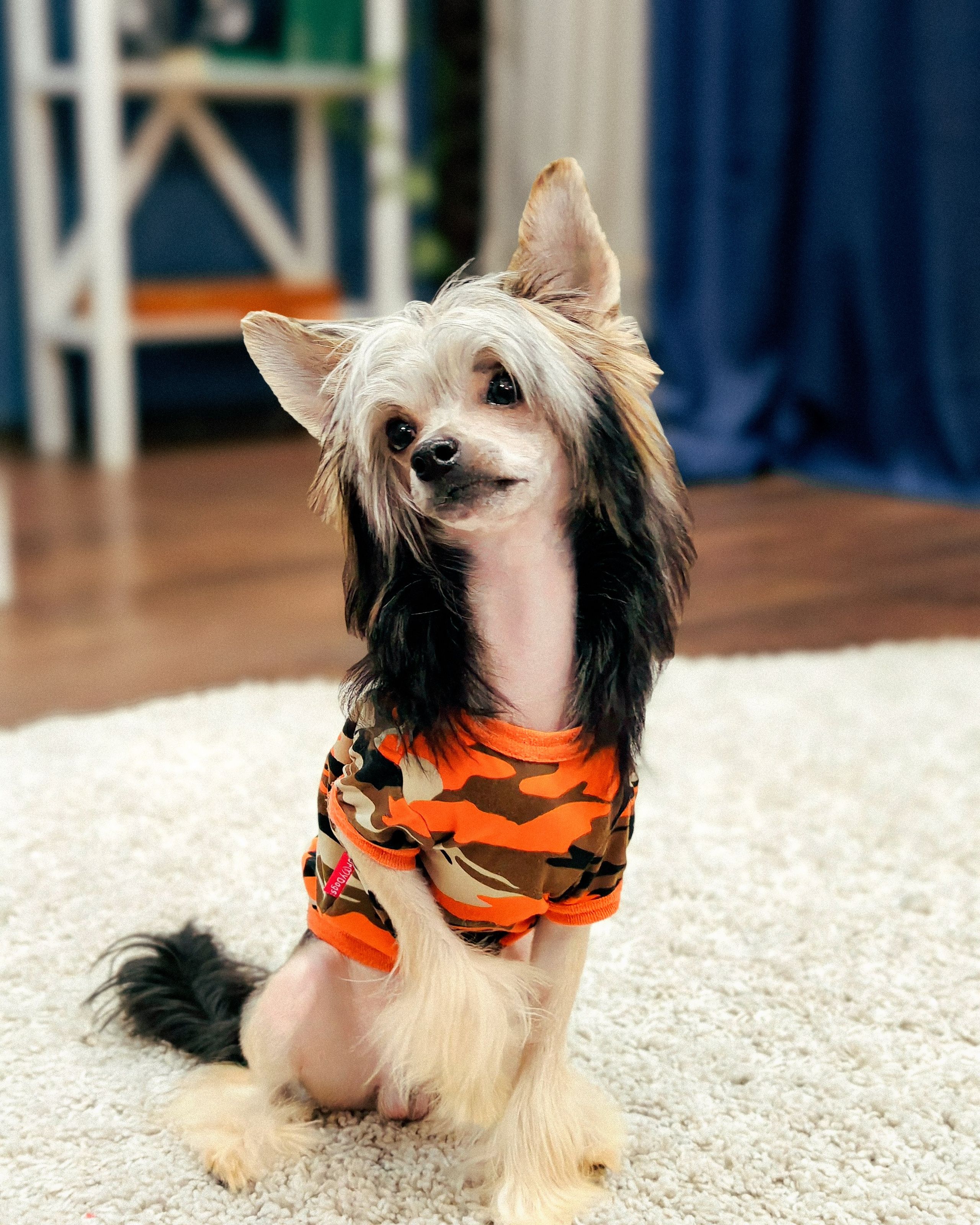 Фотосессия. Привет от Франклина!. Питомник китайских хохлатых собак Poale Ell: купить щенка